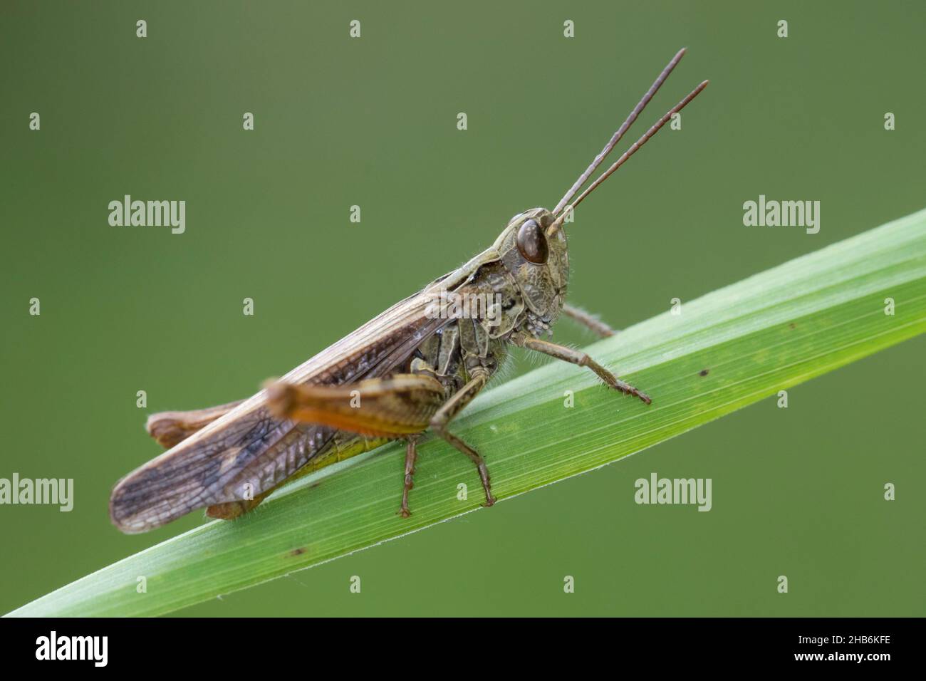 Buggelige Heuschrecke (Chorthippus biguttulus, Stauroderus biguttulus, Chorthippus variabilis), Männchen sitzt auf einem Grashalm, Deutschland Stockfoto