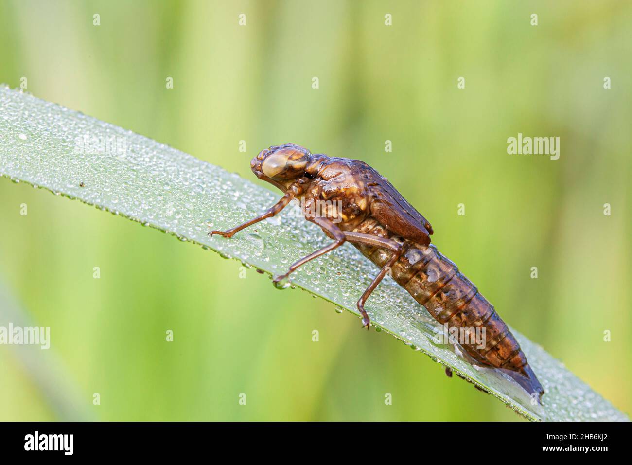 Libellen; Falkner (Europa) (Anisoptera), Larve hinterlässt am Ende des Larvenstadiums Wasser und wird an einer vertikalen Struktur zum Schlüpfen befestigt, Stockfoto
