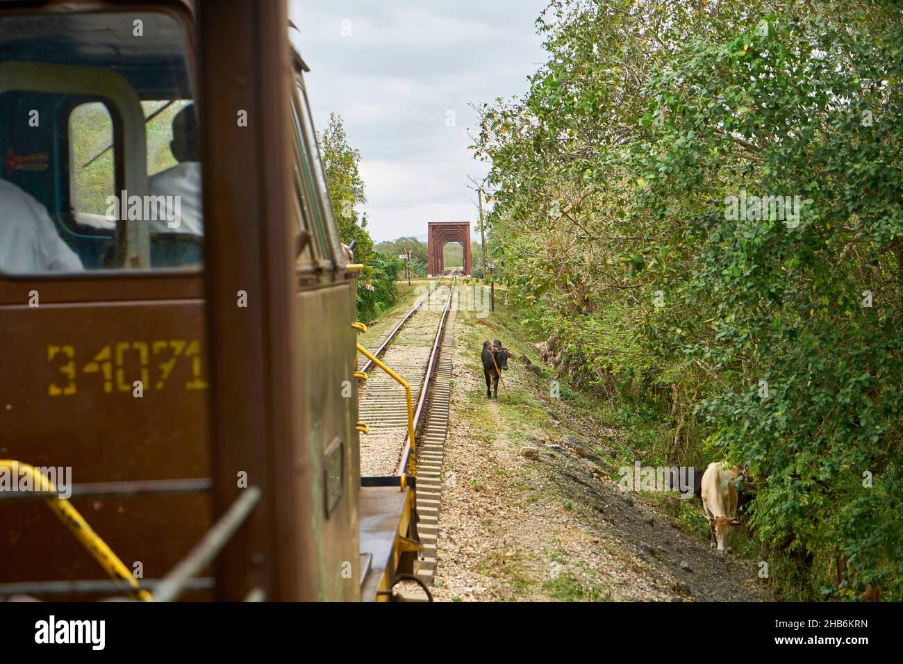 Hausrinder (Bos primigenius f. taurus), Viehzucht an der Einschiffung der Eisenbahnlinie im Tal der Ingenios, Kuba, Tal der Los Stockfoto
