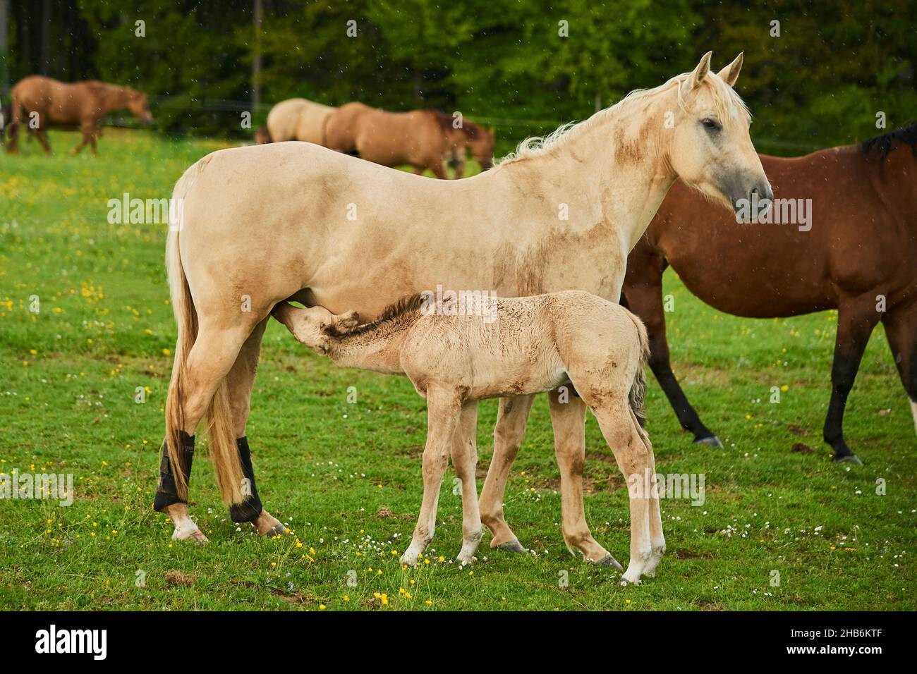 American Quarter Horse (Equus przewalskii f. caballus), Stute mit ihrem Mutterfohlen, Deutschland Stockfoto