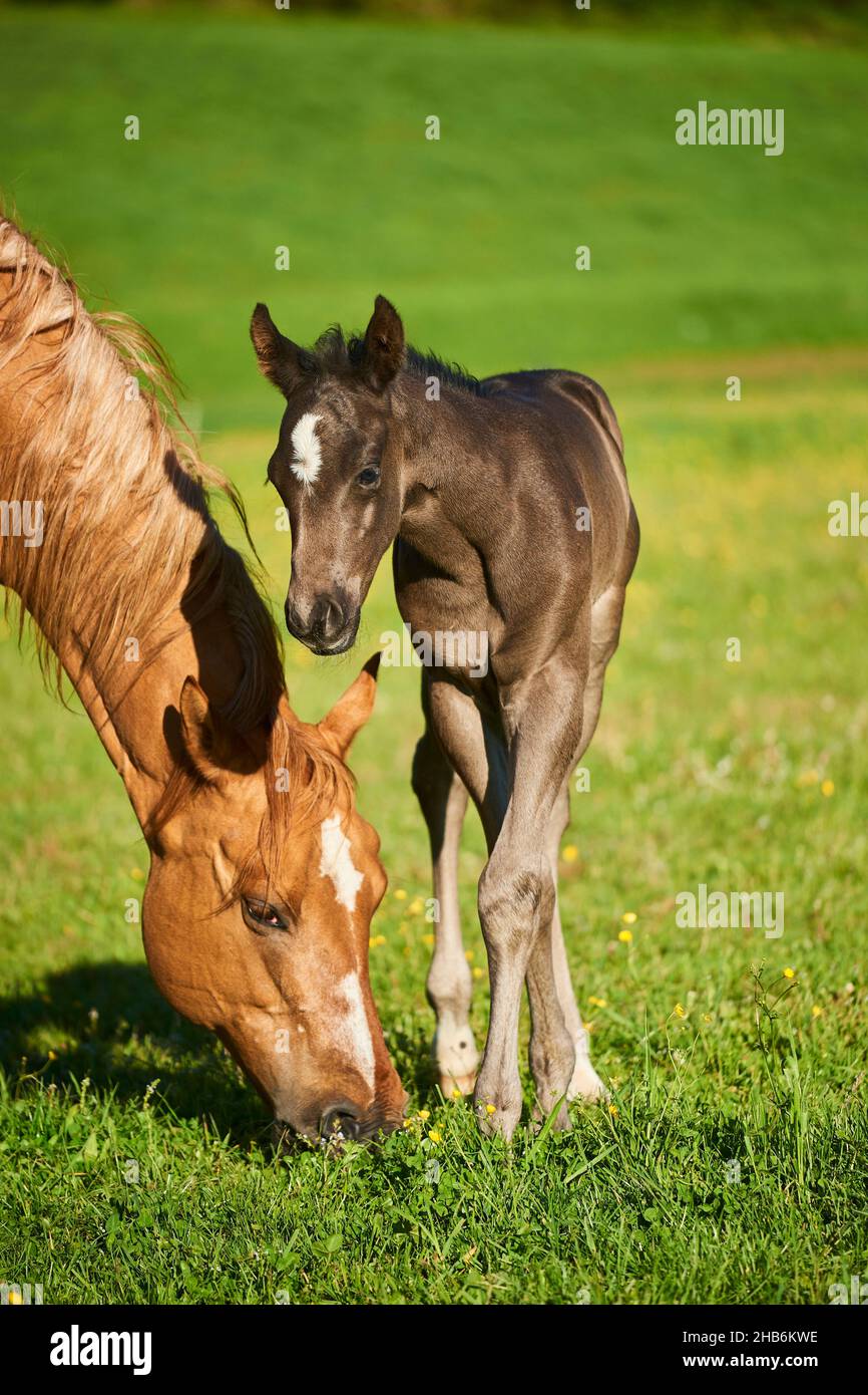 American Quarter Horse (Equus przewalskii f. caballus), Stute mit ihrem Fohlen, Deutschland Stockfoto