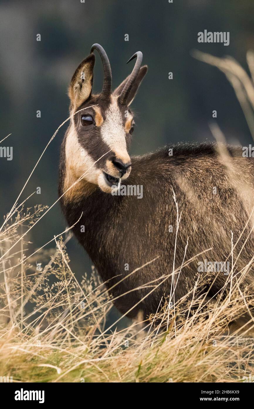 Gämsen (Rupicapra rupicapra), Portrait mit offenem Mund, Frankreich, Vogesen Stockfoto