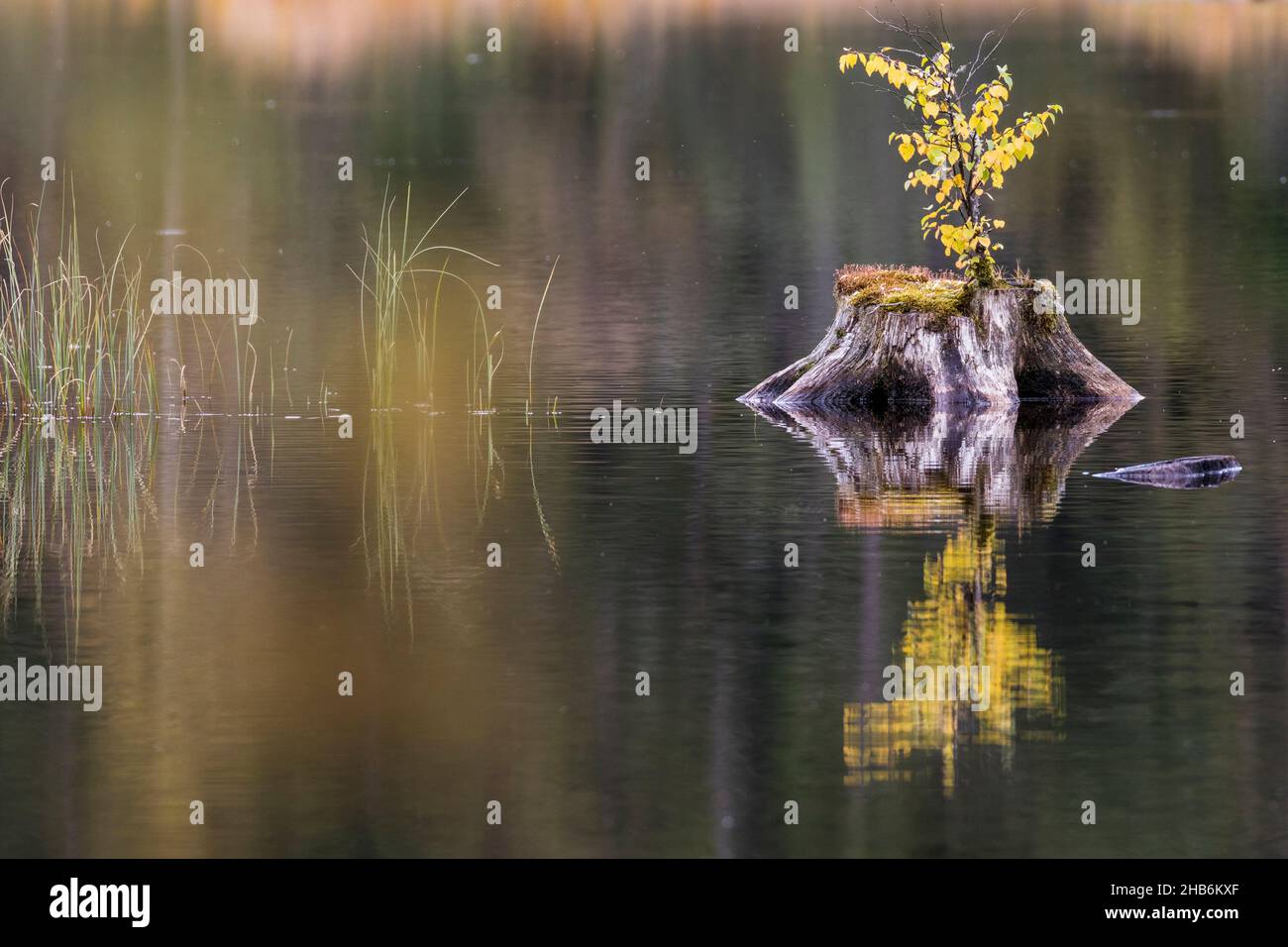 Gemeine Birke, Silberbirke, europäische weiße Birke, weiße Birke (Betula pendula, Betula alba), junger Spross wächst aus einem Baumschnecke im Moorteich Lac Stockfoto