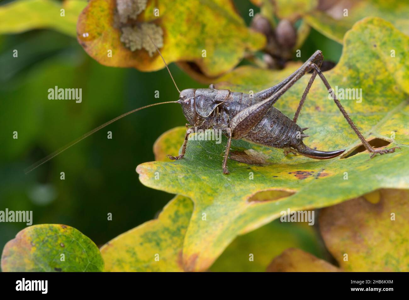 Dunkles Buschkricket (Pholidoptera griseoaptera, Thamnotrizon cinereus), Weibchen sitzt auf einem Blatt, Deutschland Stockfoto