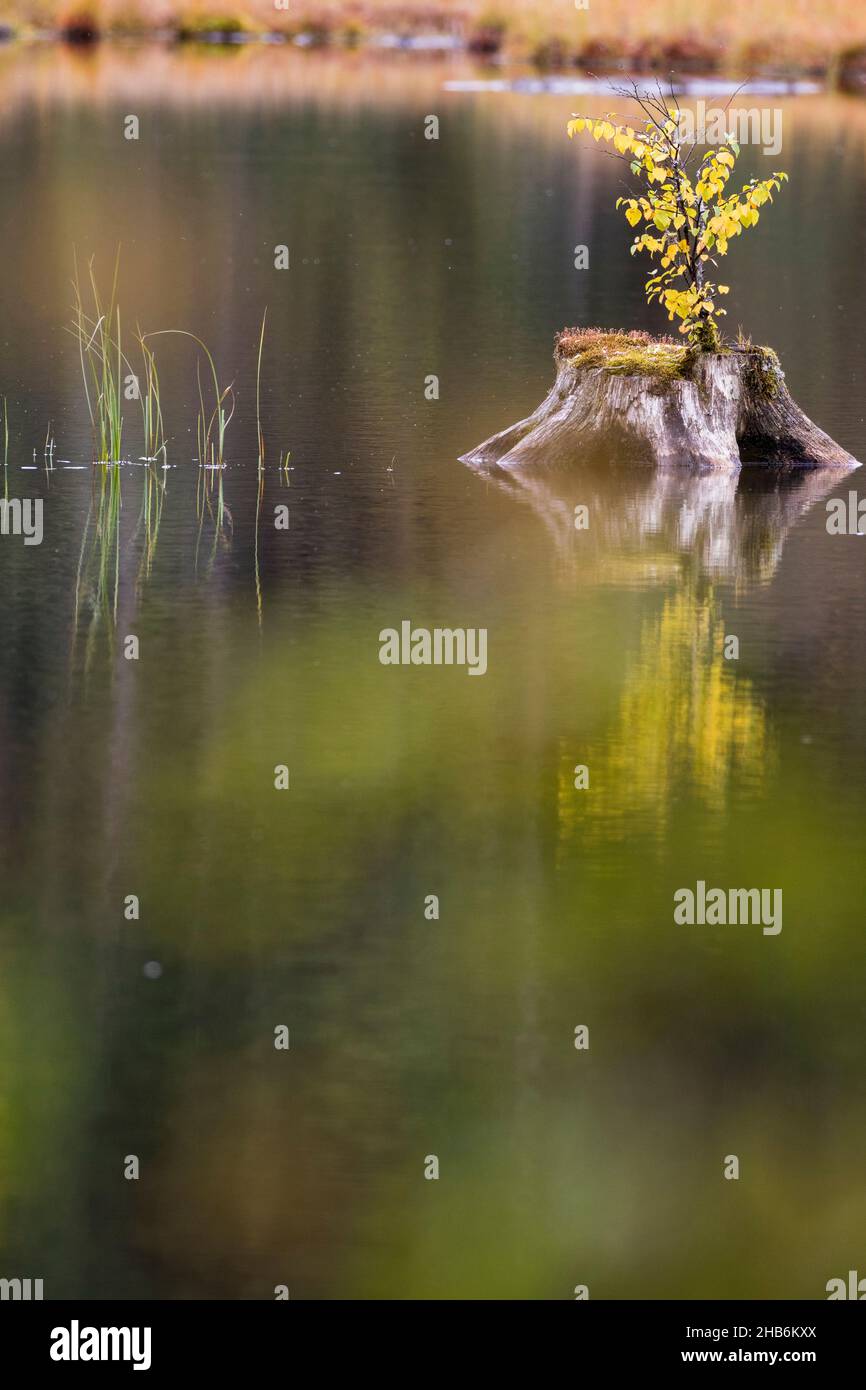 Gemeine Birke, Silberbirke, europäische weiße Birke, weiße Birke (Betula pendula, Betula alba), junger Spross wächst aus einem Baumschnecke im Moorteich Lac Stockfoto