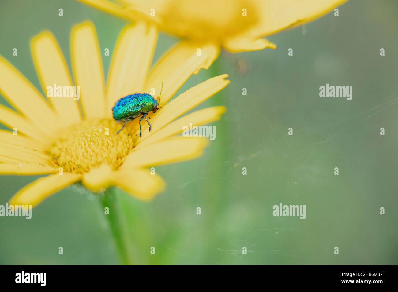 Blattkäfer (Chrysomelidae), auf gelbem Ringelblume, Deutschland Stockfoto