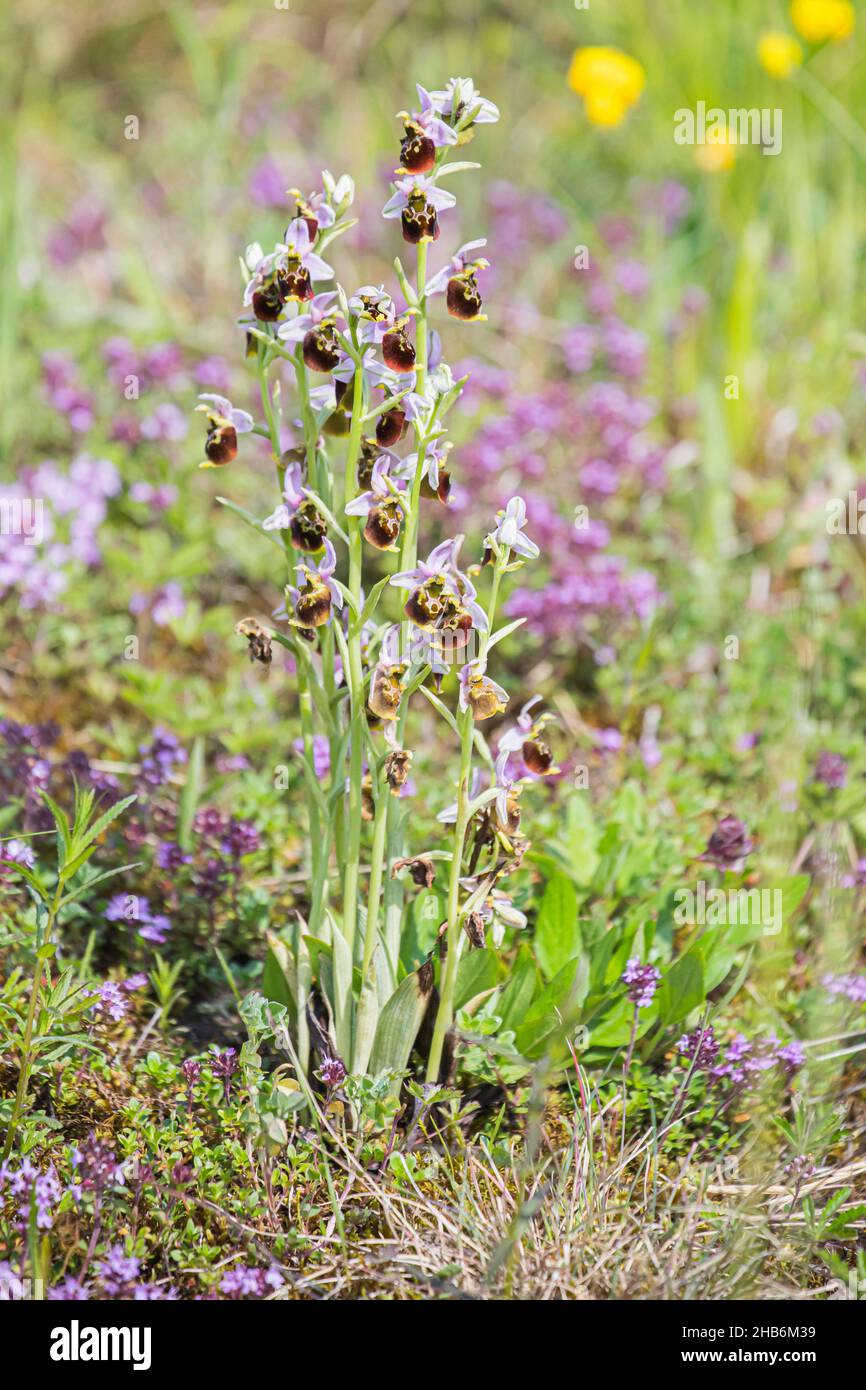Später Spinnenorchidee (Ophrys holoserica, Ophrys holosericea, Ophrys fuciflora), einige blühende spätere Spinnenorchideen, Deutschland, Bayern Stockfoto