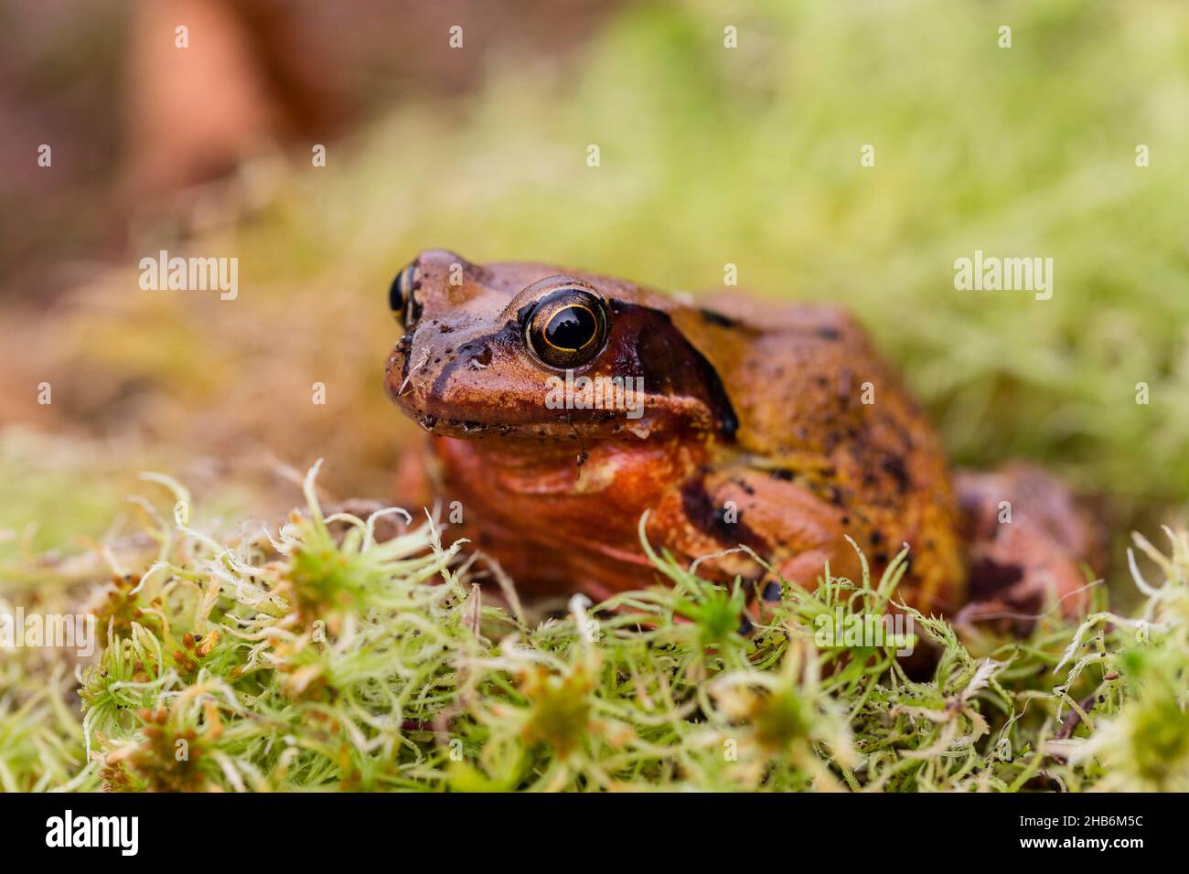 Gewöhnlicher Frosch, Grasfrosch (Rana temporaria), redisch-braune Farbmorph sitzt auf Moos, Frankreich, Vogesen Stockfoto