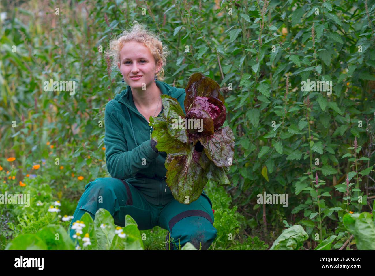 Junge Gärtnerin bei der Blattgemüseernte in einem Erntegarten, Deutschland, Hamburg, Flottbek Stockfoto