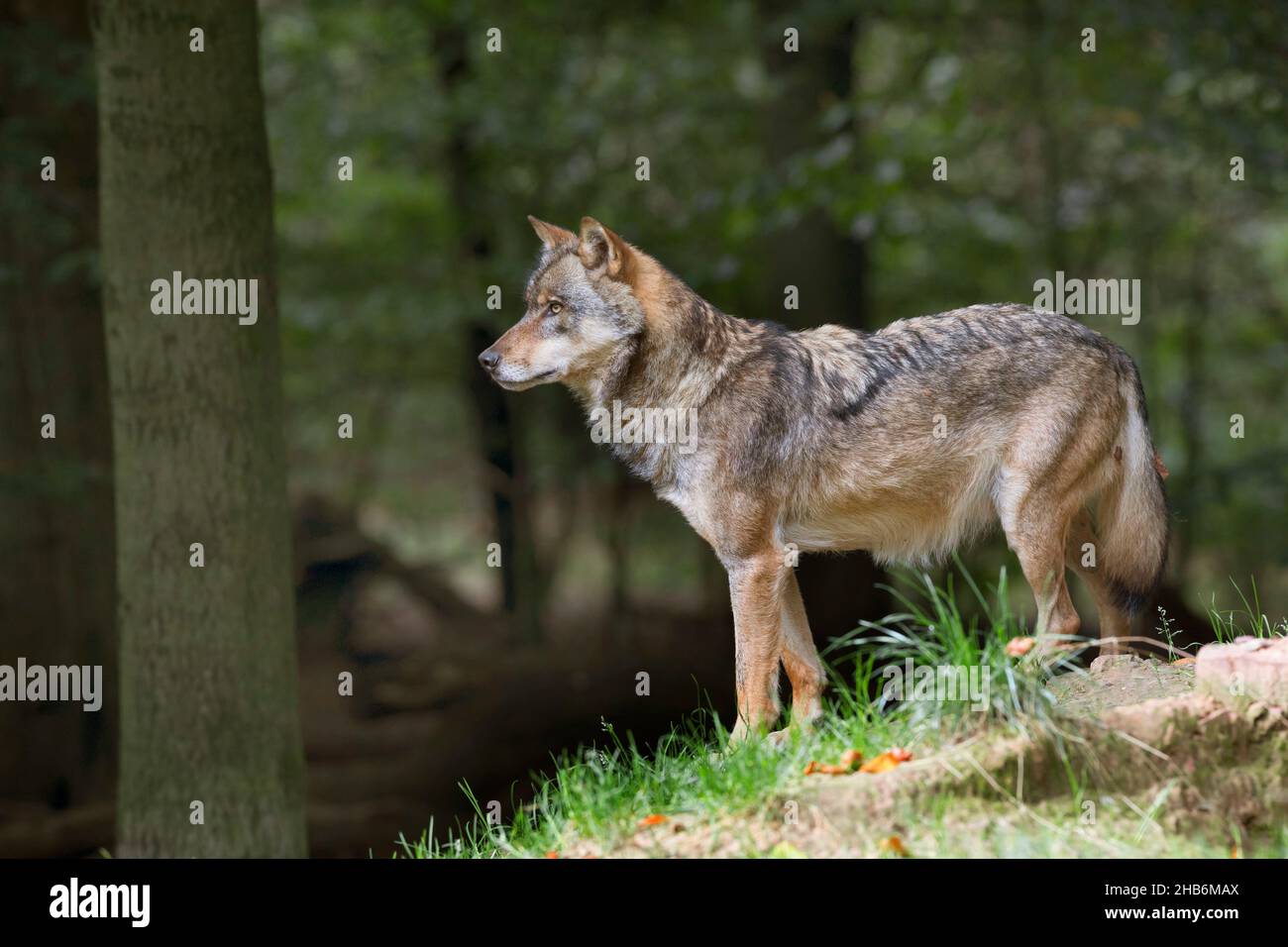 Europäischer Grauwolf (Canis lupus lupus), steht am Waldrand, Deutschland Stockfoto