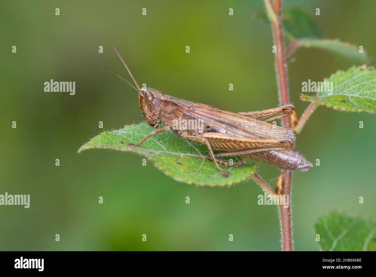 Wiesengrasschrecke (Chorthippus dorsatus), Weibchen sitzt auf einem Blatt, Deutschland Stockfoto