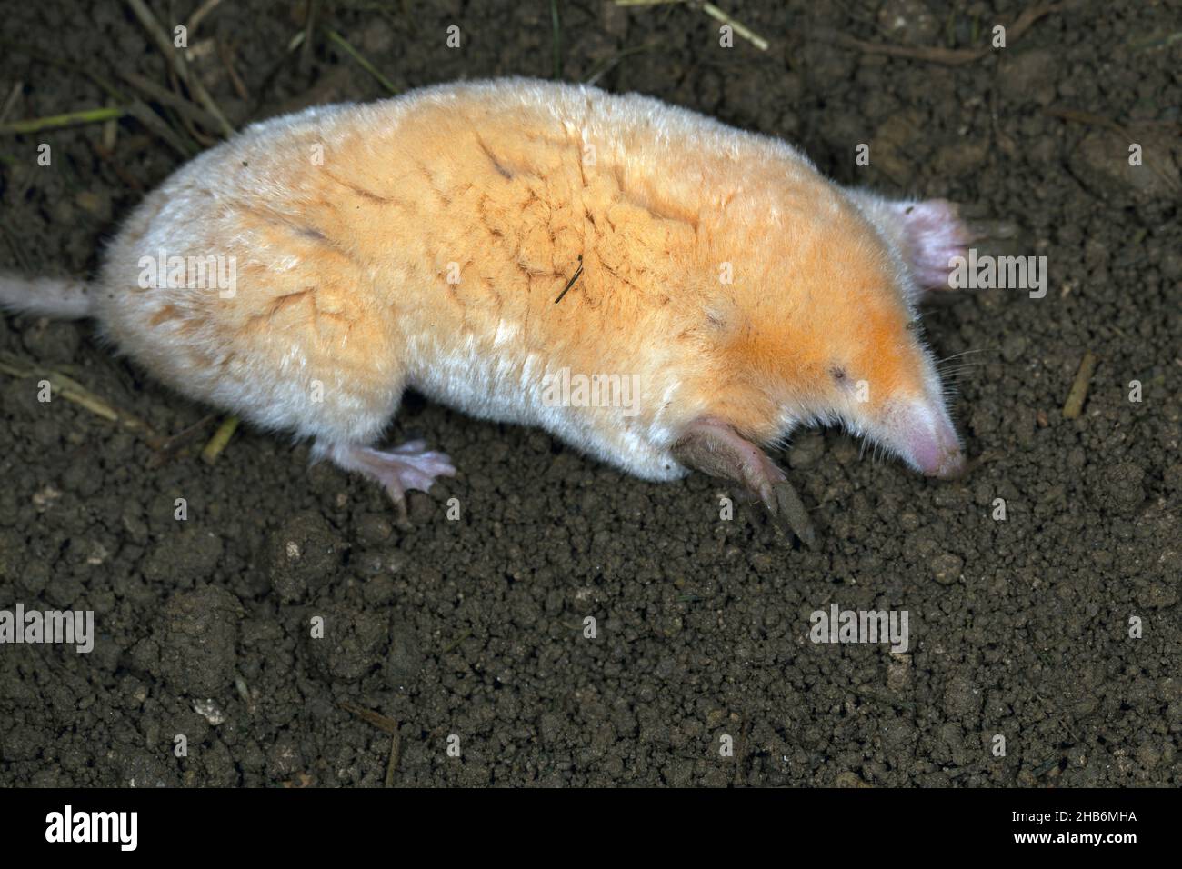 Europäischer Maulwurf, Gemeiner Maulwurf, Nordmol (Talpa europaea), Albino, Deutschland Stockfoto