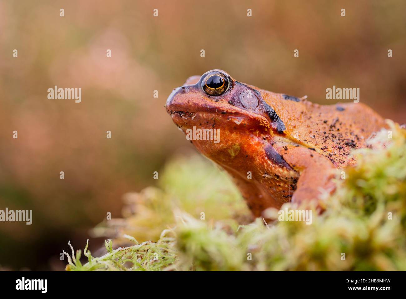 Gewöhnlicher Frosch, Grasfrosch (Rana temporaria), morph rotbraune Farbe sitzt auf Moos, Frankreich, Vogesen Stockfoto