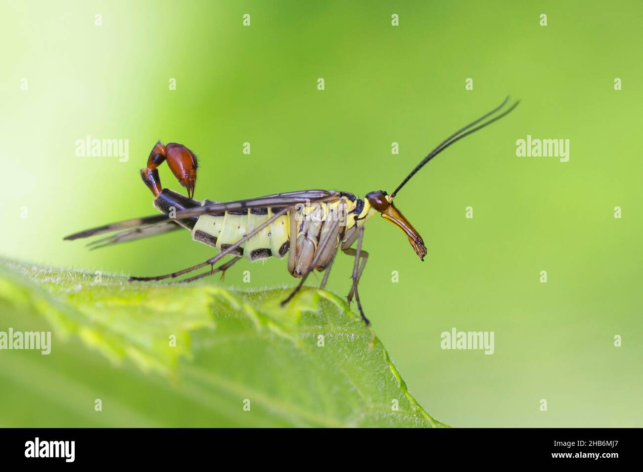 Gemeine Skorpionfliege (Panorpa cf. Communis), Männchen mit Skorpionschwanz, Deutschland Stockfoto