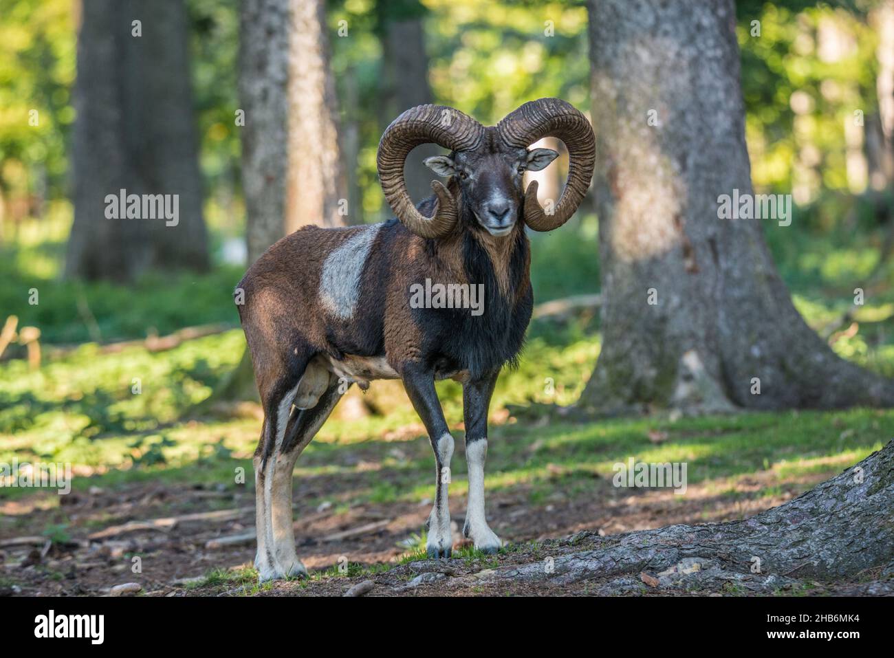 Mufflon (Ovis musimon, Ovis gmelini musimon, Ovis orientalis musimon), Männchen im Wald, Deutschland Stockfoto