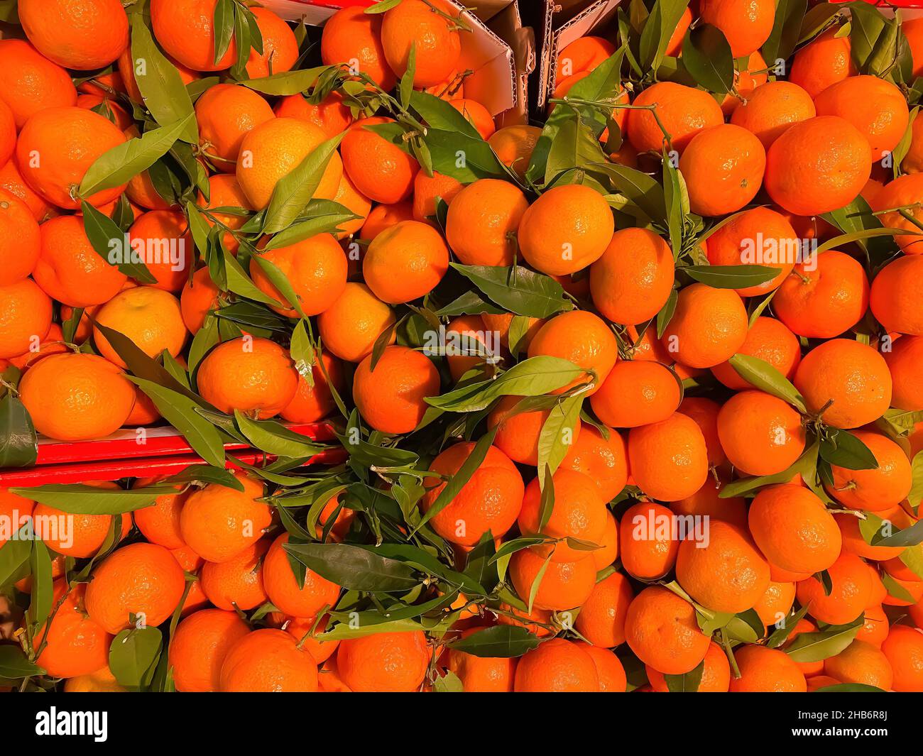 Draufsicht auf Gruppe viele reife, frische, ganz orange Mandarinen mit grünen Blättern auf dem Markt in Kartons Stockfoto