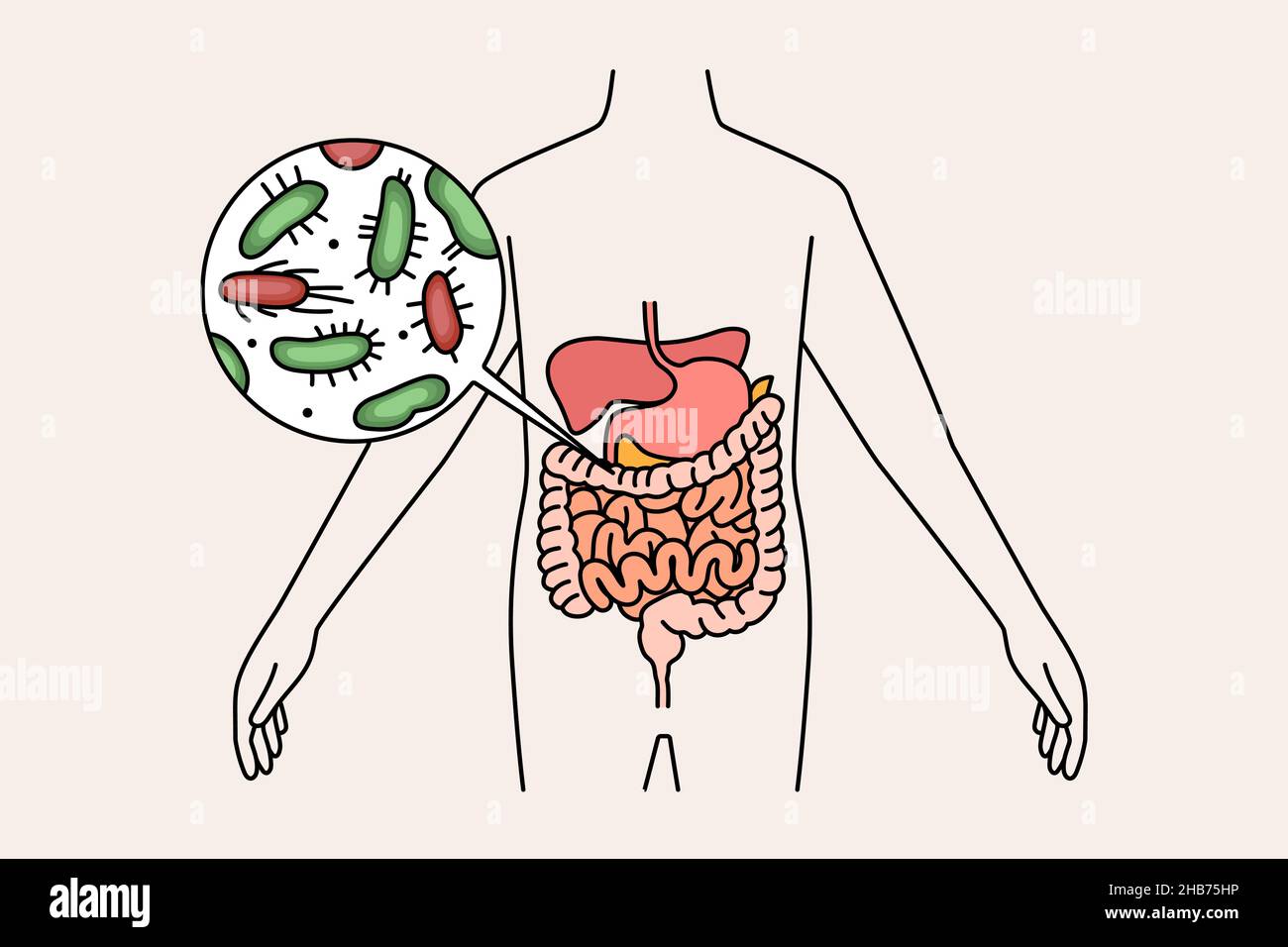 Magen Darm Virus Oder Bakterien www.alamy.de