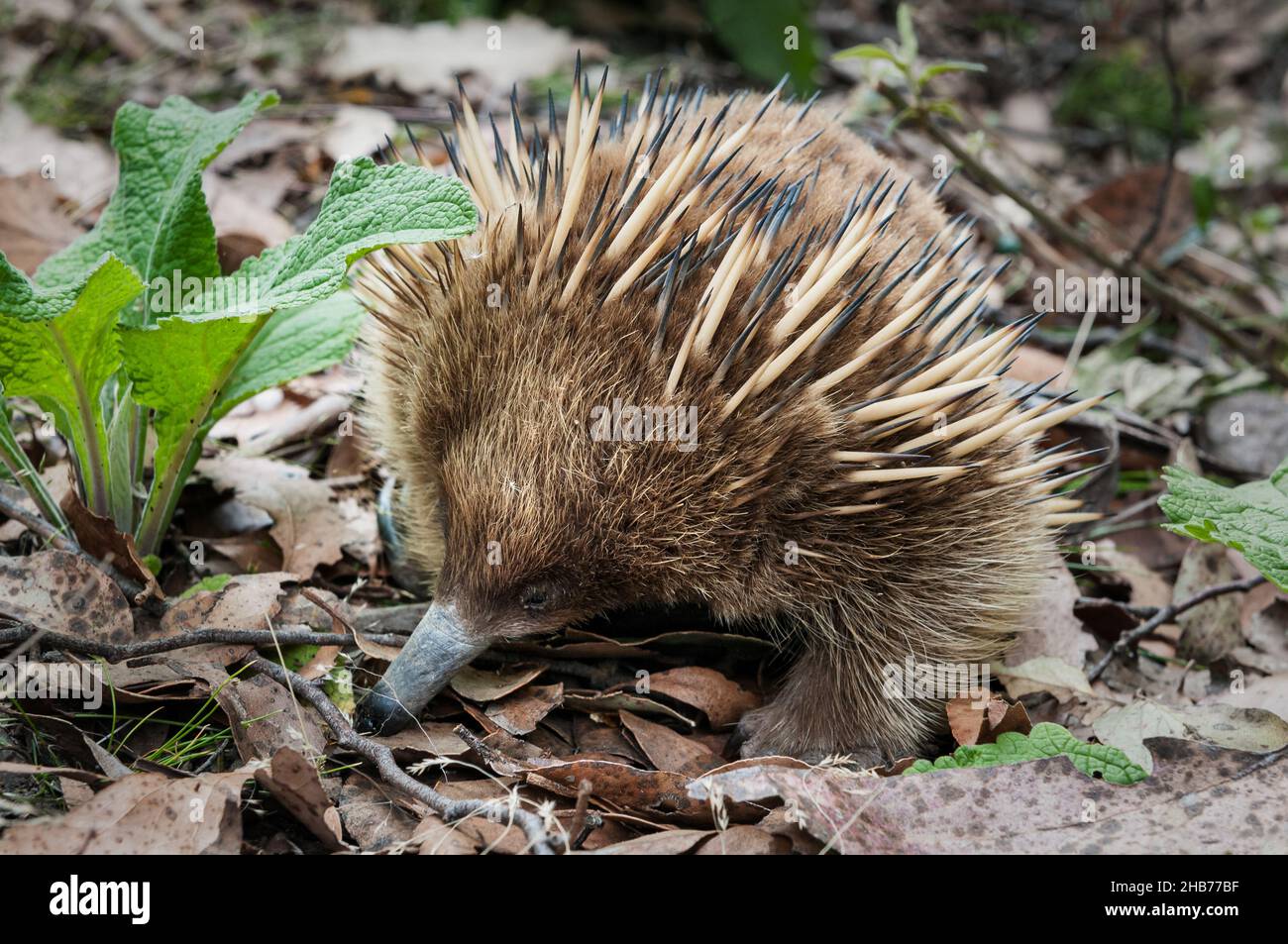 Kleine Kurzschnabelschnabelige Echidna auf dem Boden in einem tasmanischen Wald. Stockfoto