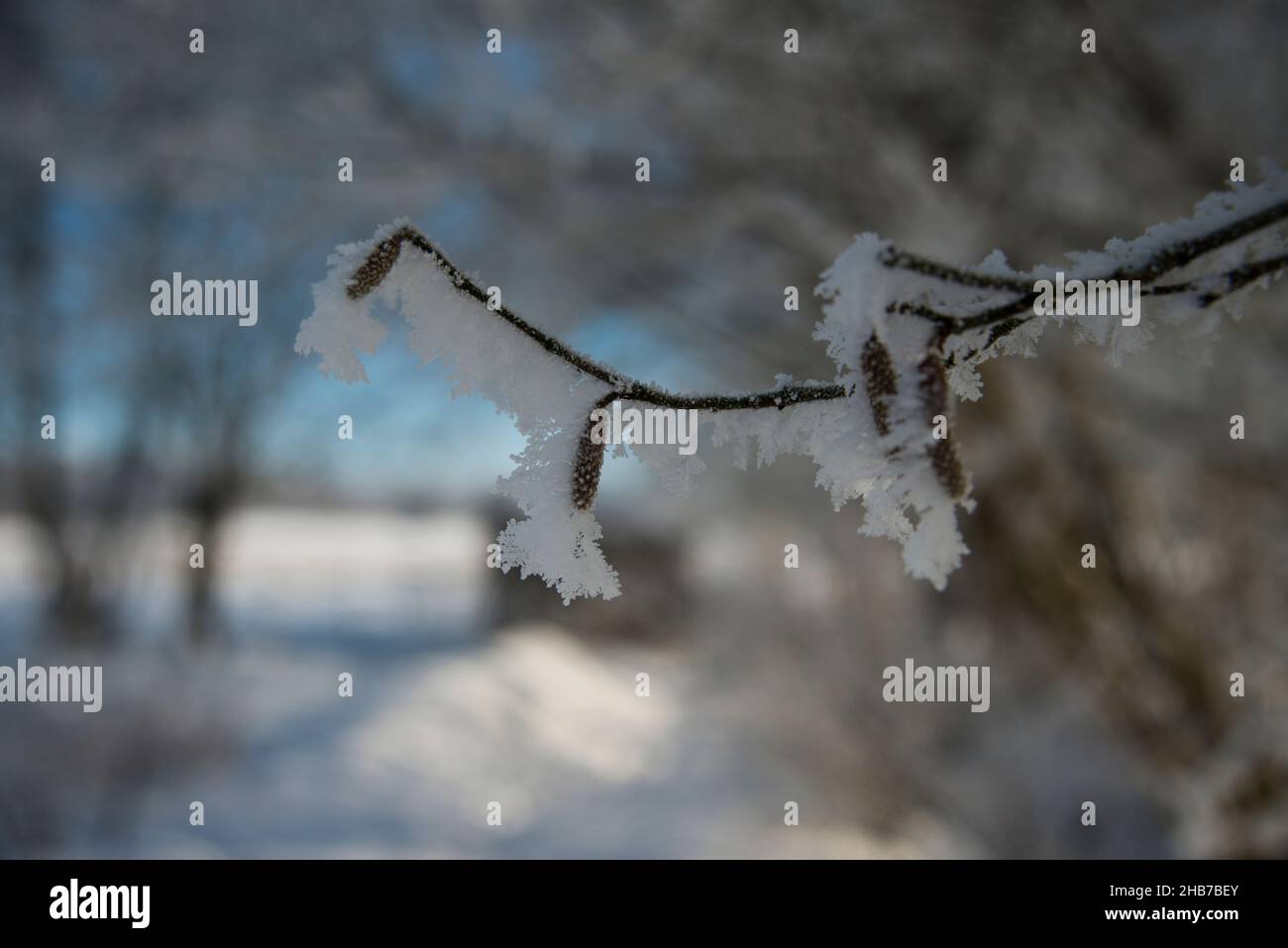 Eisiger Regen auf einem Baum Äste. Eisregen, Pflanzen, Baum. Stockfoto