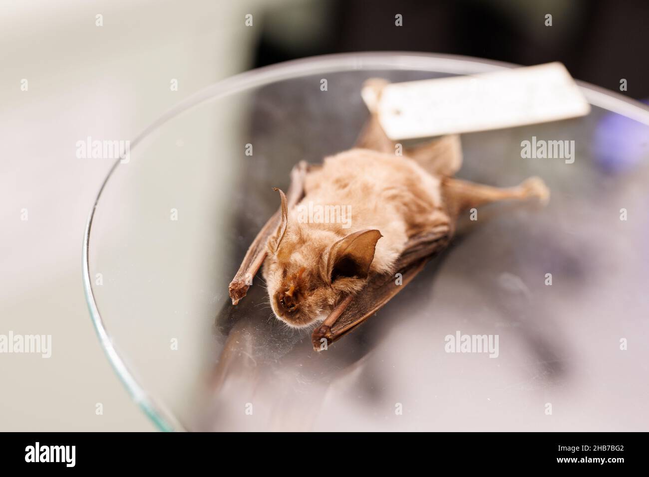 München, Deutschland. 17th Dez 2021. Eine Fledermaus der Art 'Hufeisennase' (Rhinolophidae) ist im Wartebereich zur Impfung gegen das Coronavirus zu sehen. Forscher haben in dieser Fledermausart enge Verwandte des Coronavirus entdeckt. Am sogenannten Impffreitags können sich geimpfte im Wissenschaftsmuseum „Biotopia Lab“ gegen das Coronavirus impfen lassen. Quelle: Matthias Balk/dpa/Alamy Live News Stockfoto