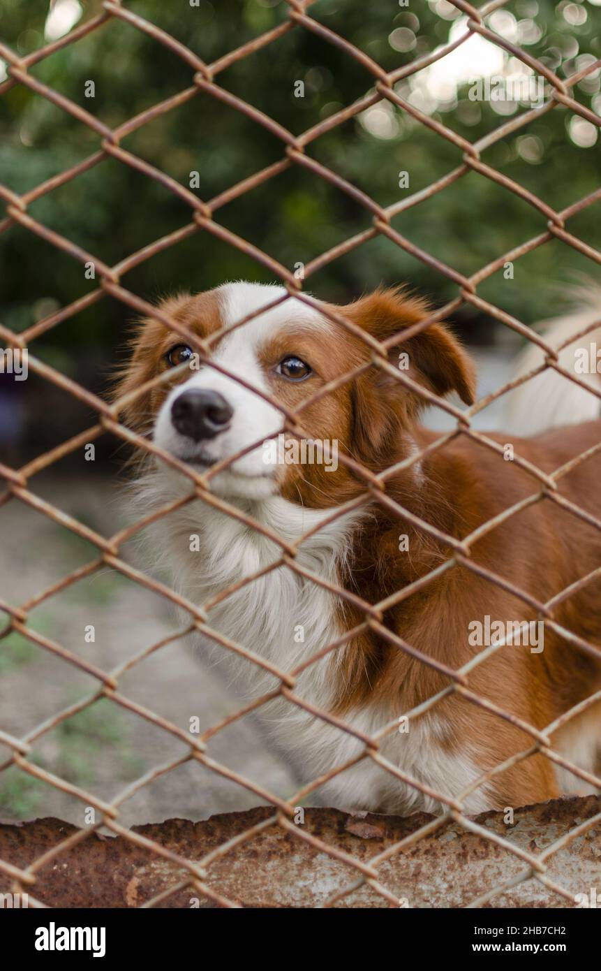 Nahaufnahme eines braunen Hundes hinter einem Eisenzaun mit Bokeh Stockfoto