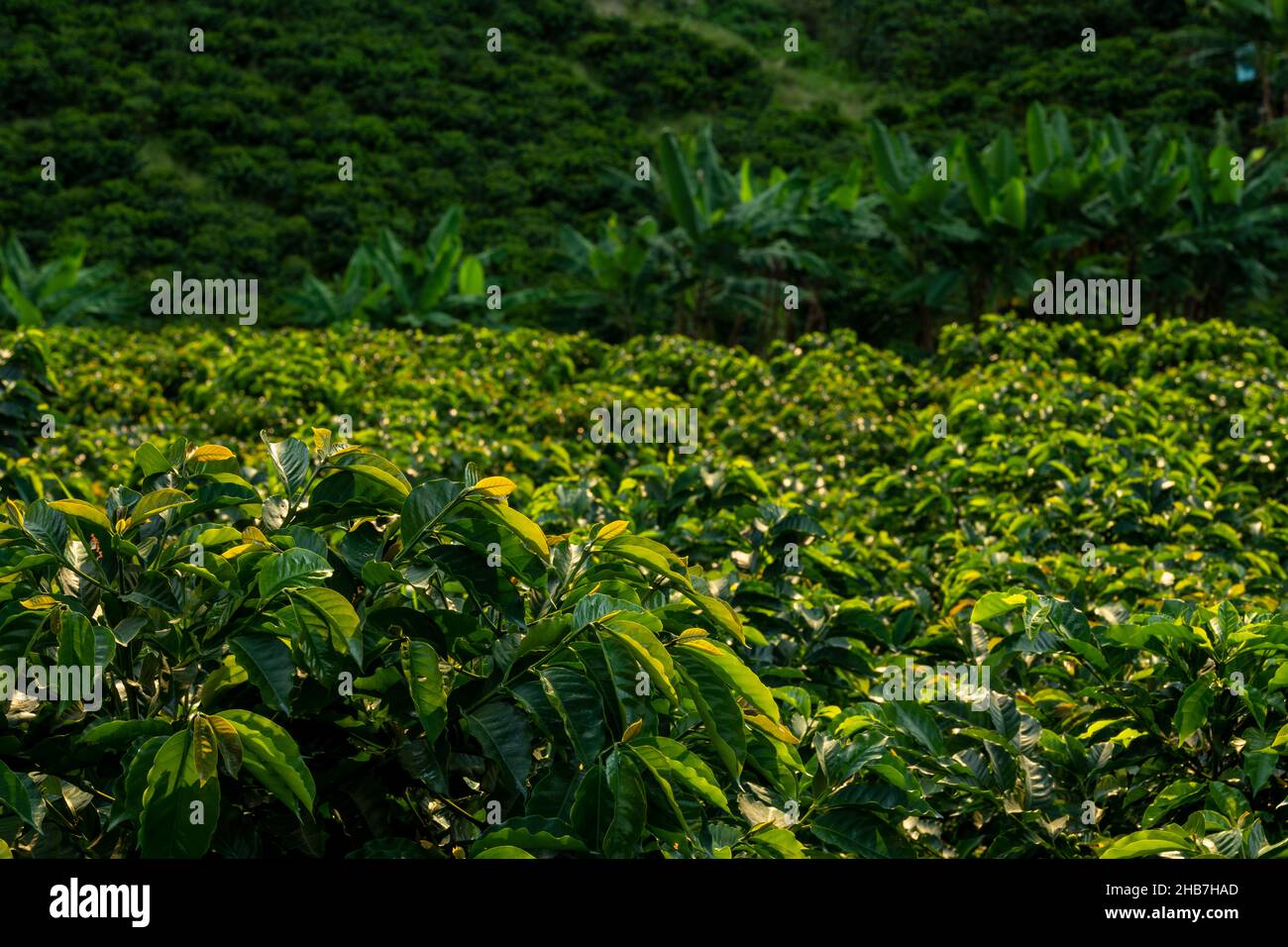 Reife Arabica-Kaffeebohnenkirsche Ernte in Bio-Plantage, Armenien-Region, Kolumbien Stockfoto