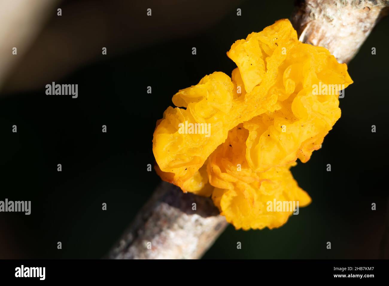 Hexenbutter-Pilz wächst auf einem Baum in der Nähe von East Grinstead Stockfoto