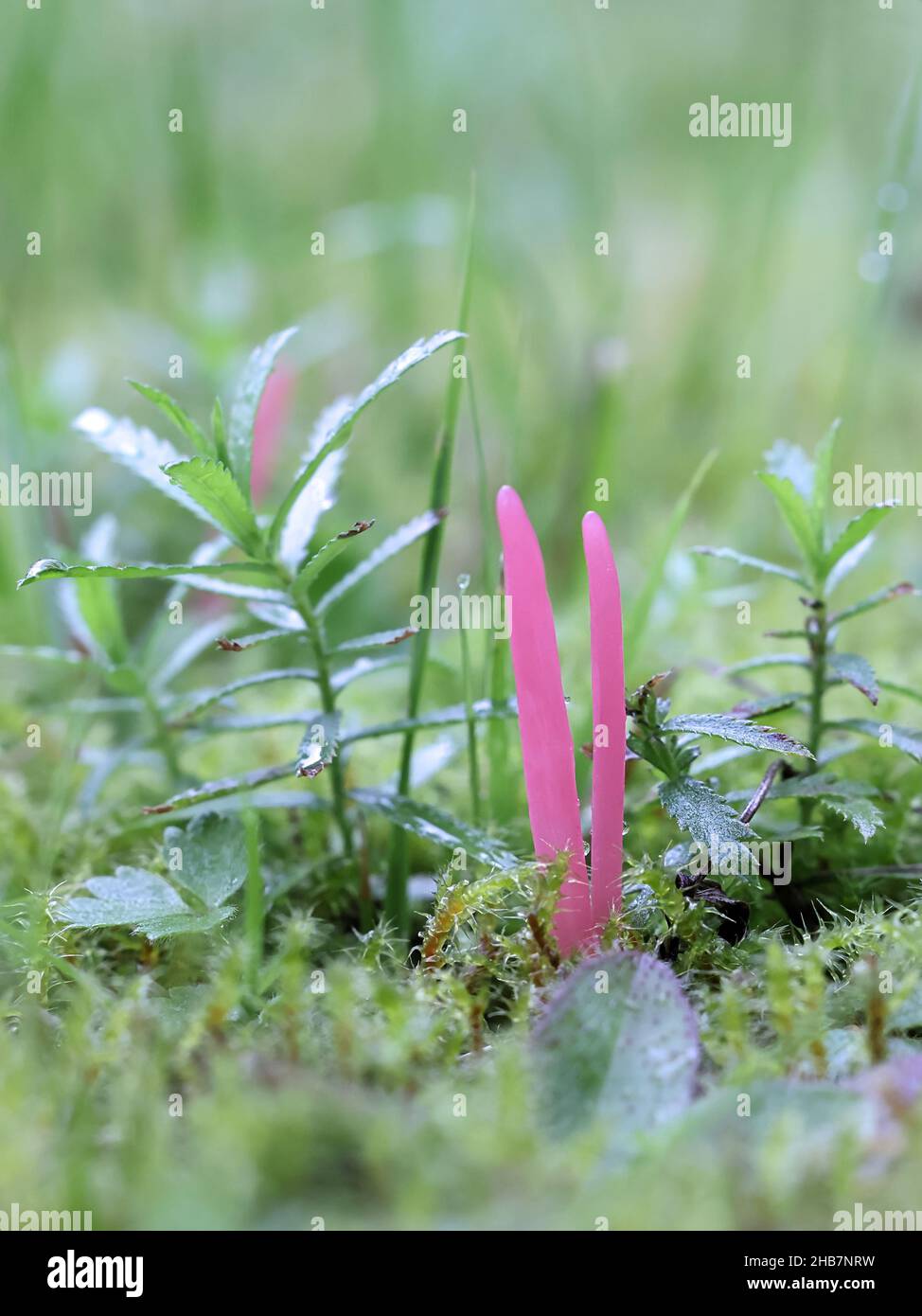 Clavaria rosea, bekannt als Rosenspindeln, wilder Pilz aus Finnland Stockfoto