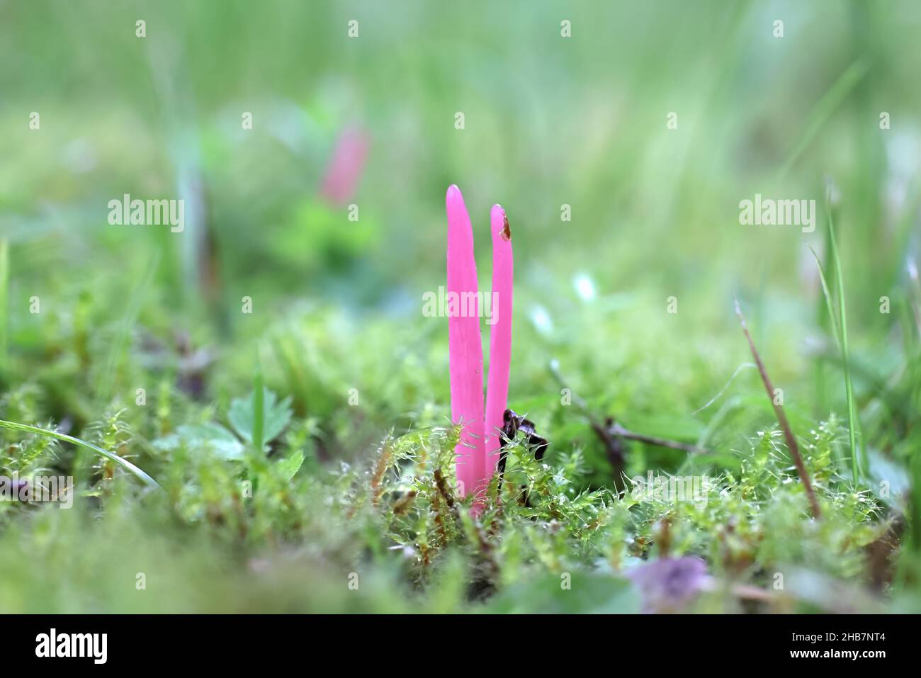 Clavaria rosea, bekannt als Rosenspindeln, wilder Pilz aus Finnland Stockfoto