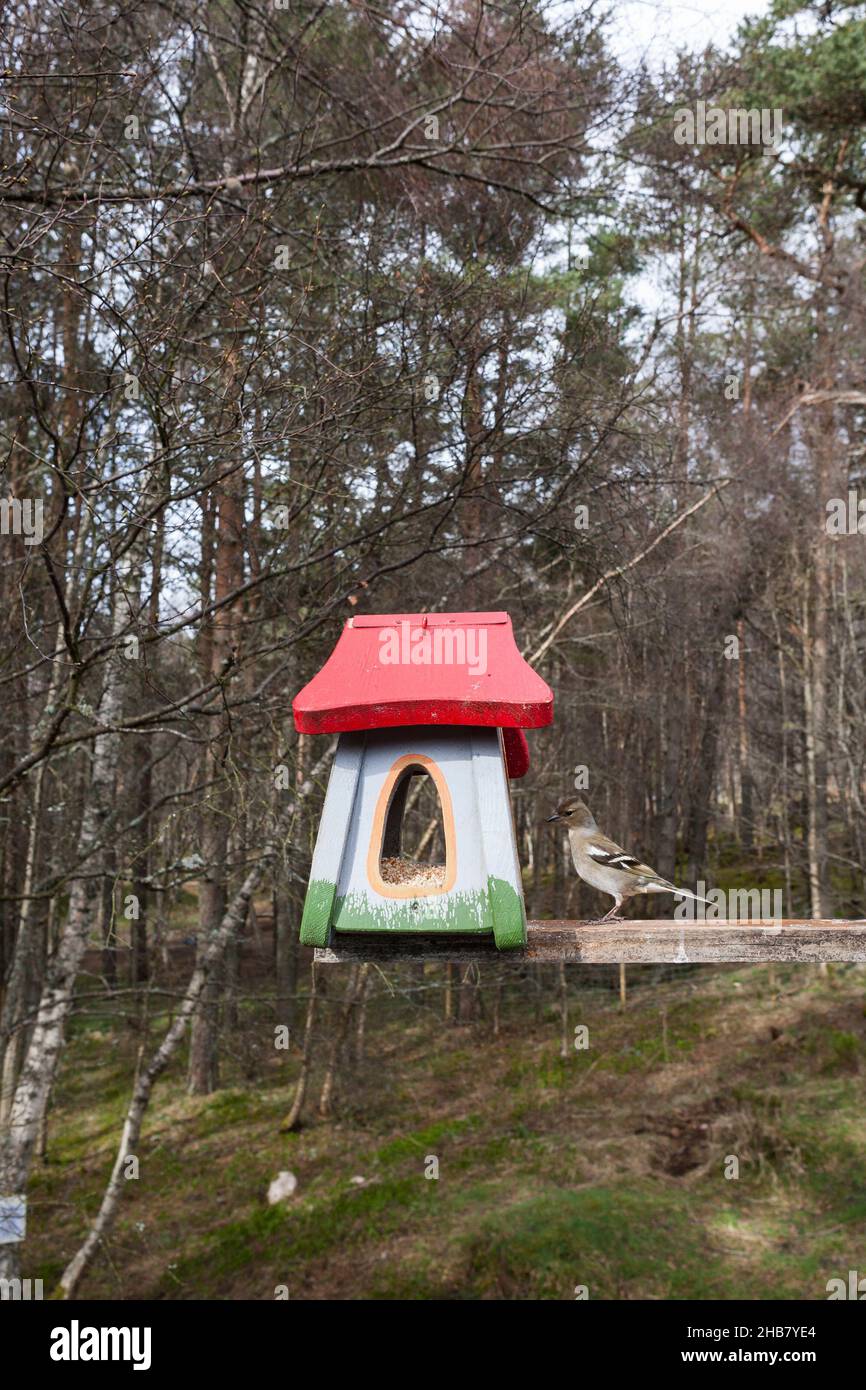 Buchfink Fringilla coelebs, erwachsenes Weibchen am Futterhäuschen, Glenmore, Highlands, Schottland, Großbritannien, April Stockfoto