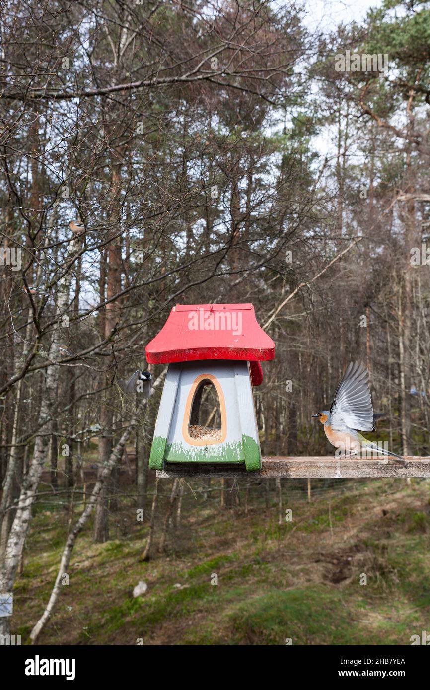 Gewöhnlicher Buchfink Fringilla coelebs, erwachsenes Männchen am Futterhäuschen, Glenmore, Highlands, Schottland, UK, April Stockfoto