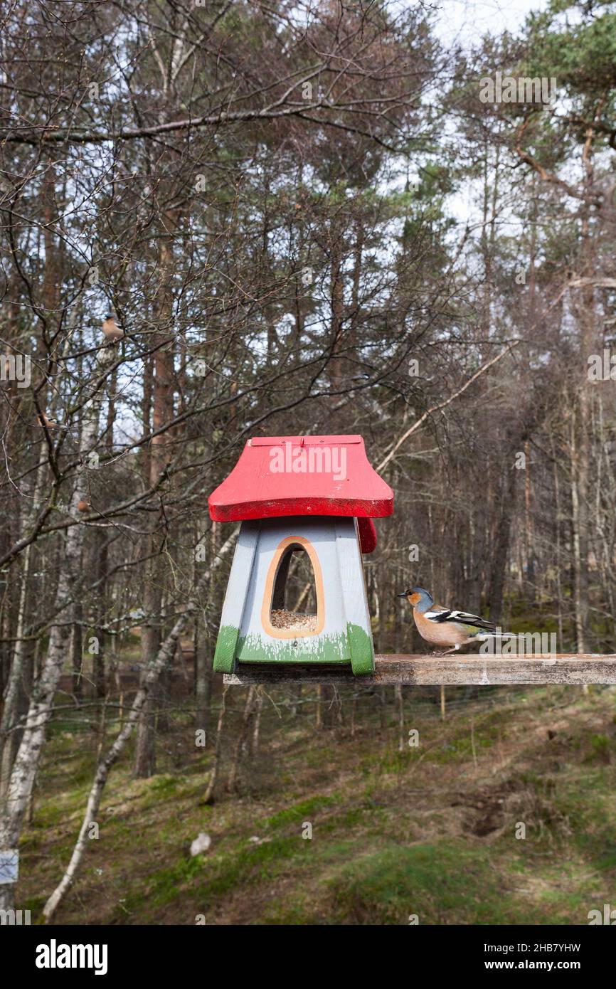 Gewöhnlicher Buchfink Fringilla coelebs, erwachsenes Männchen am Futterhäuschen, Glenmore, Highlands, Schottland, UK, April Stockfoto