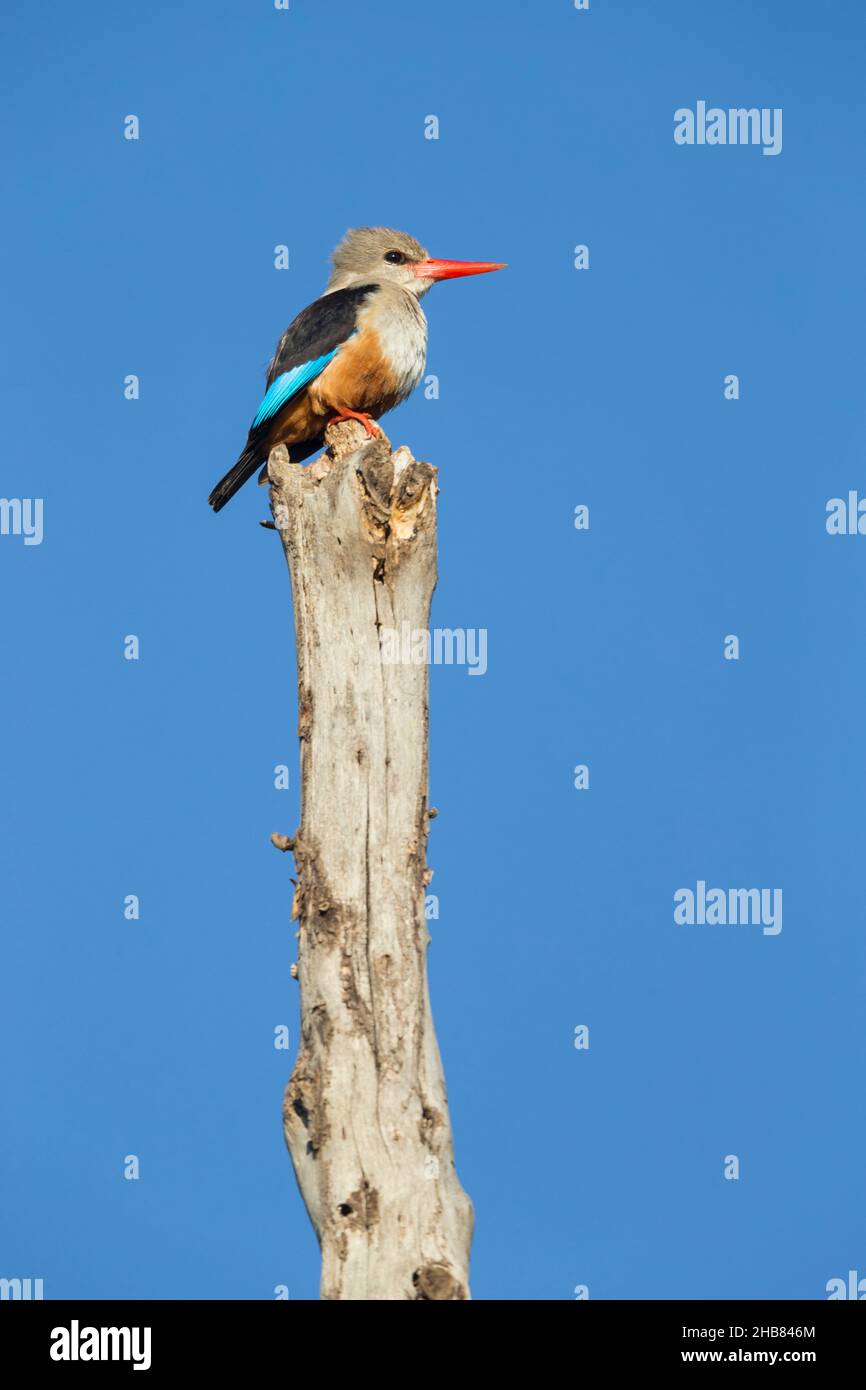 Grauer Eisvögel Halcyon leucocephala, Erwachsener, der im Baum thront, Bishangari Lodge, Äthiopien, April Stockfoto