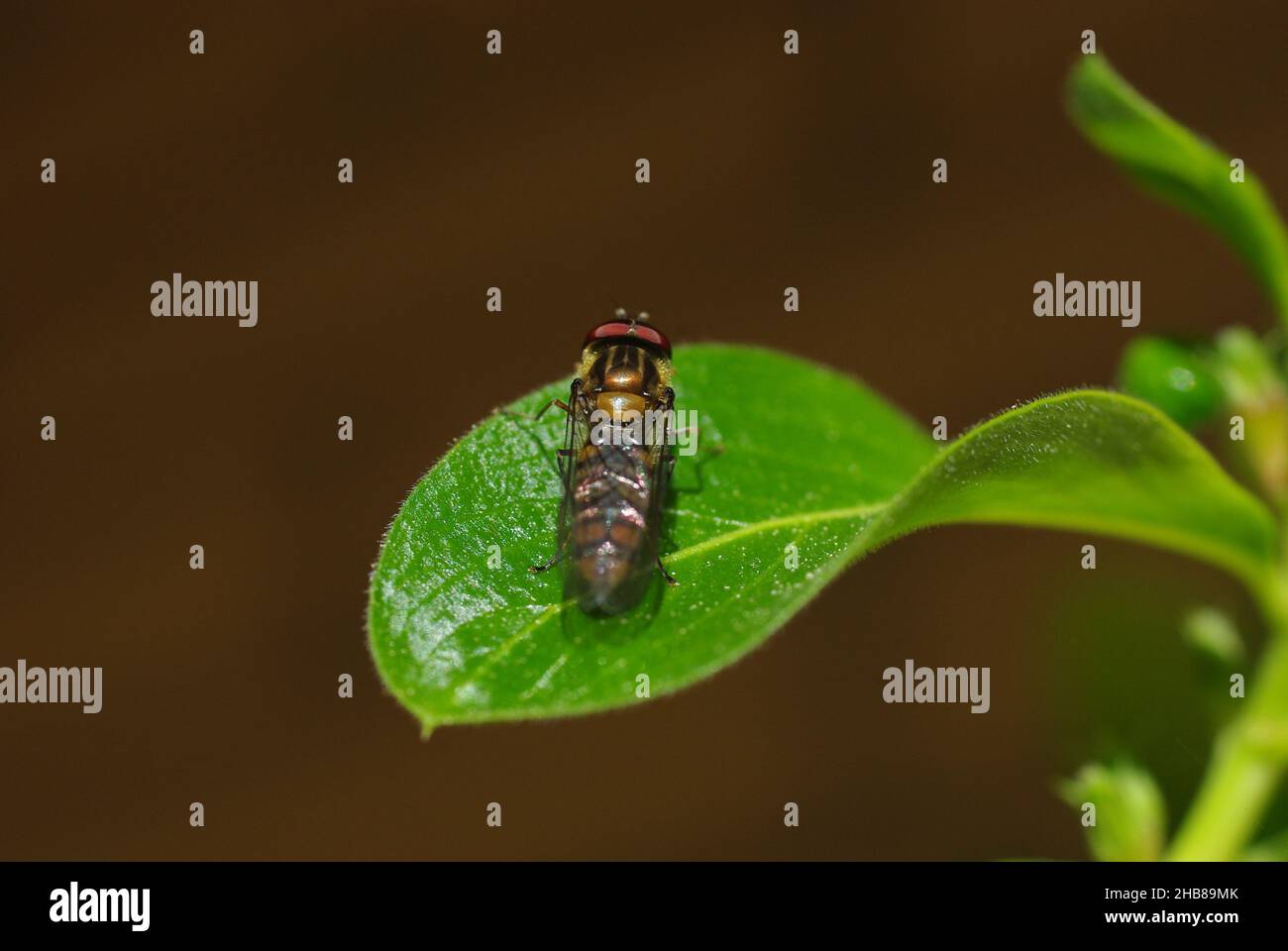 Schwebfliegen, auch Blumenfliegen oder Syrphidafliegen genannt, bilden die Insektenfamilie Syrphidae, um Diptera Stockfoto