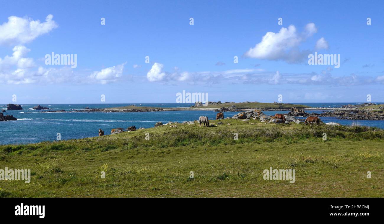 Porspoder (Bretagne, Nordwestfrankreich): Herde von Trait Breton Zugpferden, Stuten und Fohlen auf der Weide auf der Küstenregion „Cote des Legendes“, by Stockfoto