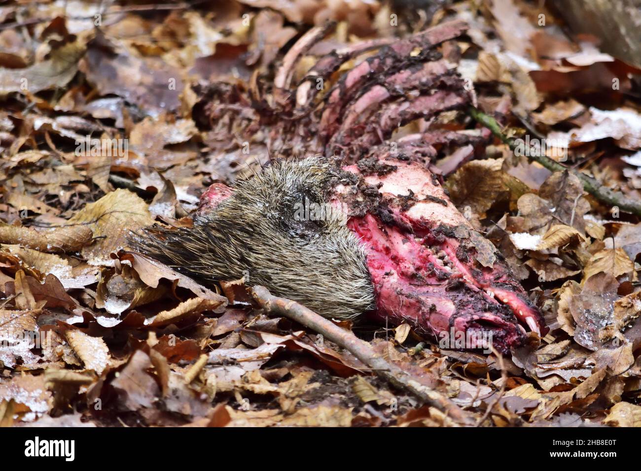 Wildschweinkadaver im Nationalpark Thaya Tal / Podyji Stockfoto