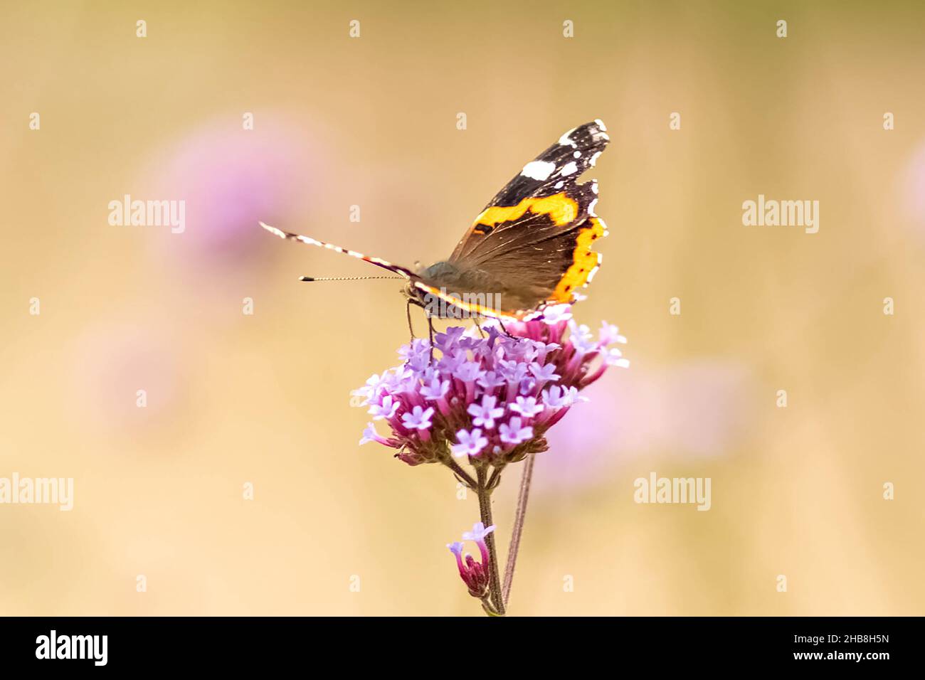 Schmetterling Nahaufnahme einer lila Blume. Insekten in freier Wildbahn. Natürlicher Hintergrund. Stockfoto