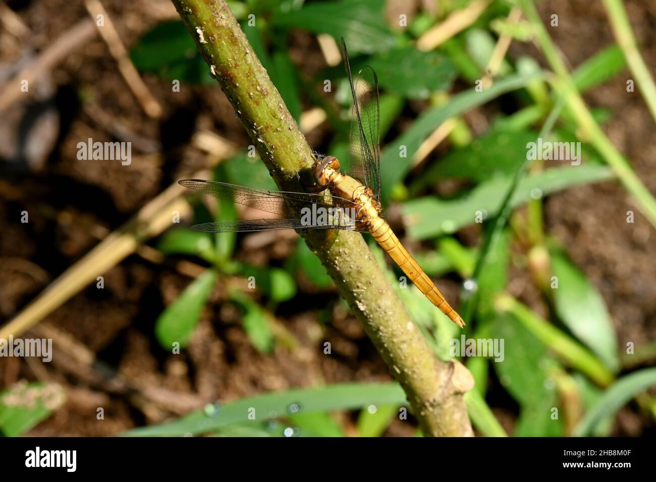 Nahaufnahme der schönen gelb-braunen Libelle halten Sie auf dem Baumzweig über unscharf grün-braunen Hintergrund. Stockfoto