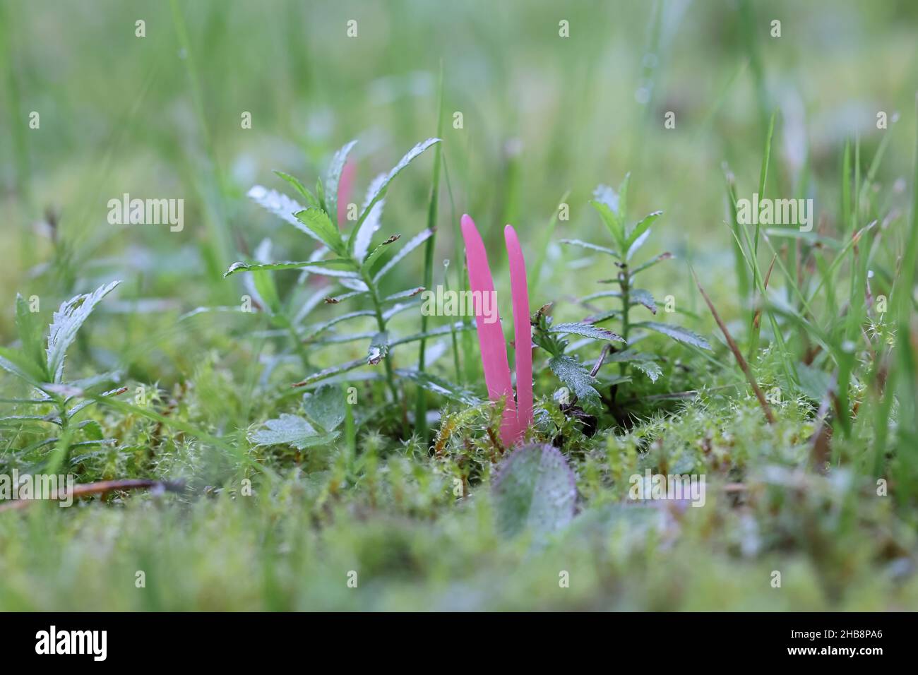 Clavaria rosea, bekannt als Rosenspindeln, wilder Pilz aus Finnland Stockfoto