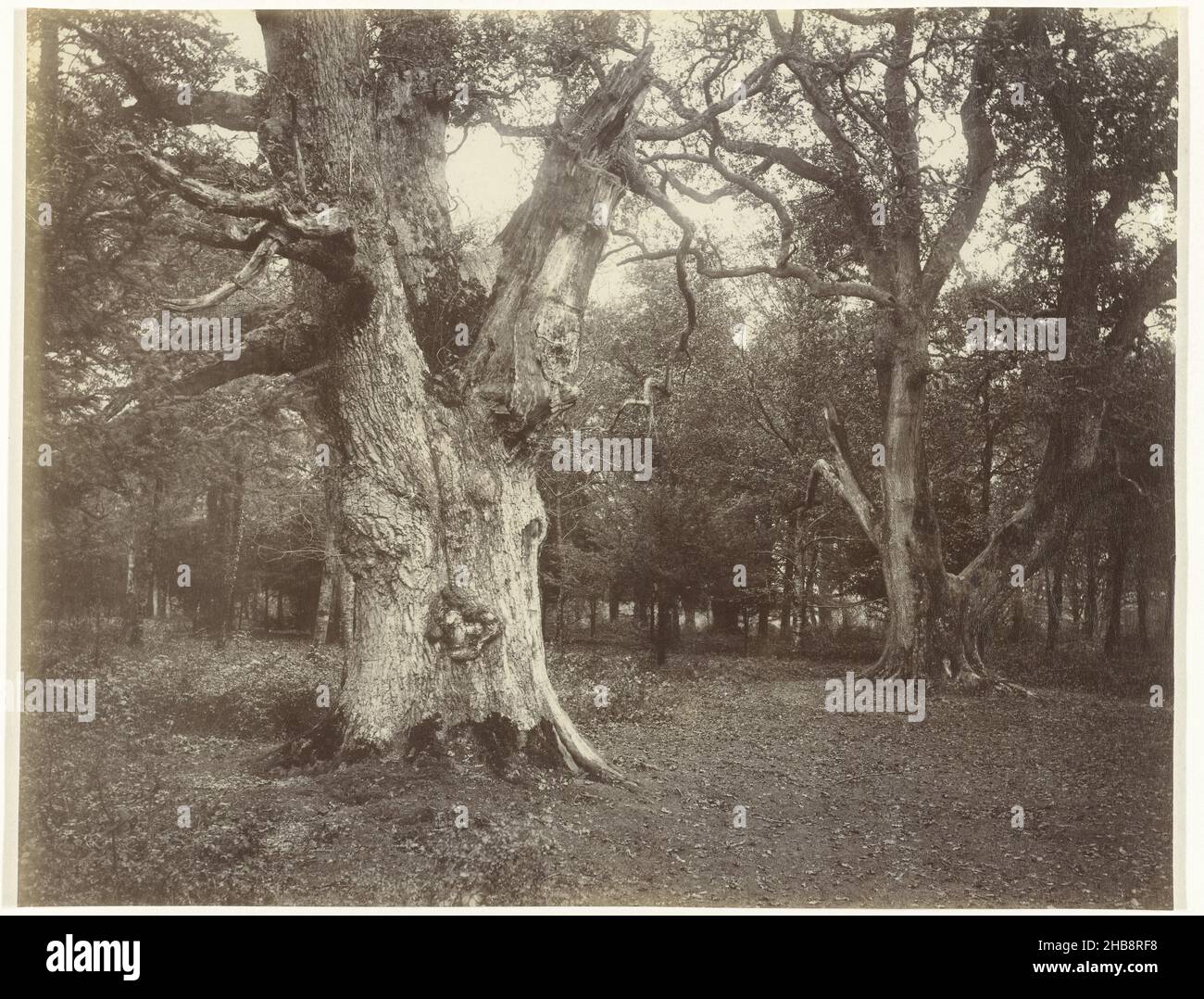 Baumstudie, anonym, Großbritannien, (möglicherweise), 1855 - 1900, Papier, Albumin-Druck, Höhe 263 mm × Breite 245 mm Stockfoto