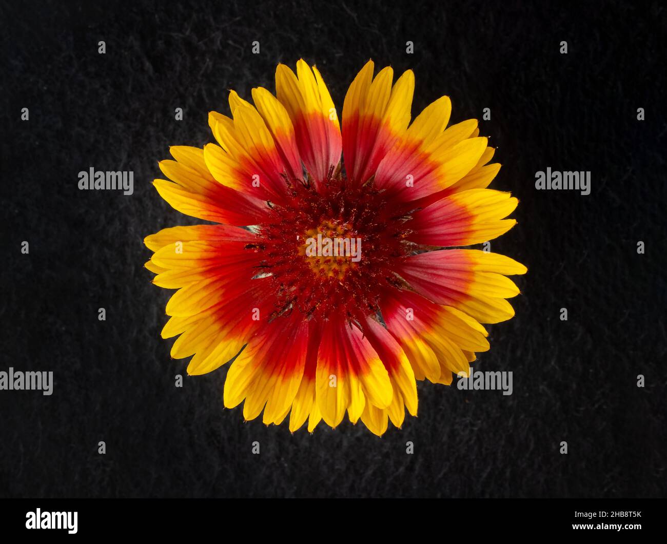Draufsicht auf eine Blume auf schwarzem Hintergrund. Für das Design. Natur. Stockfoto