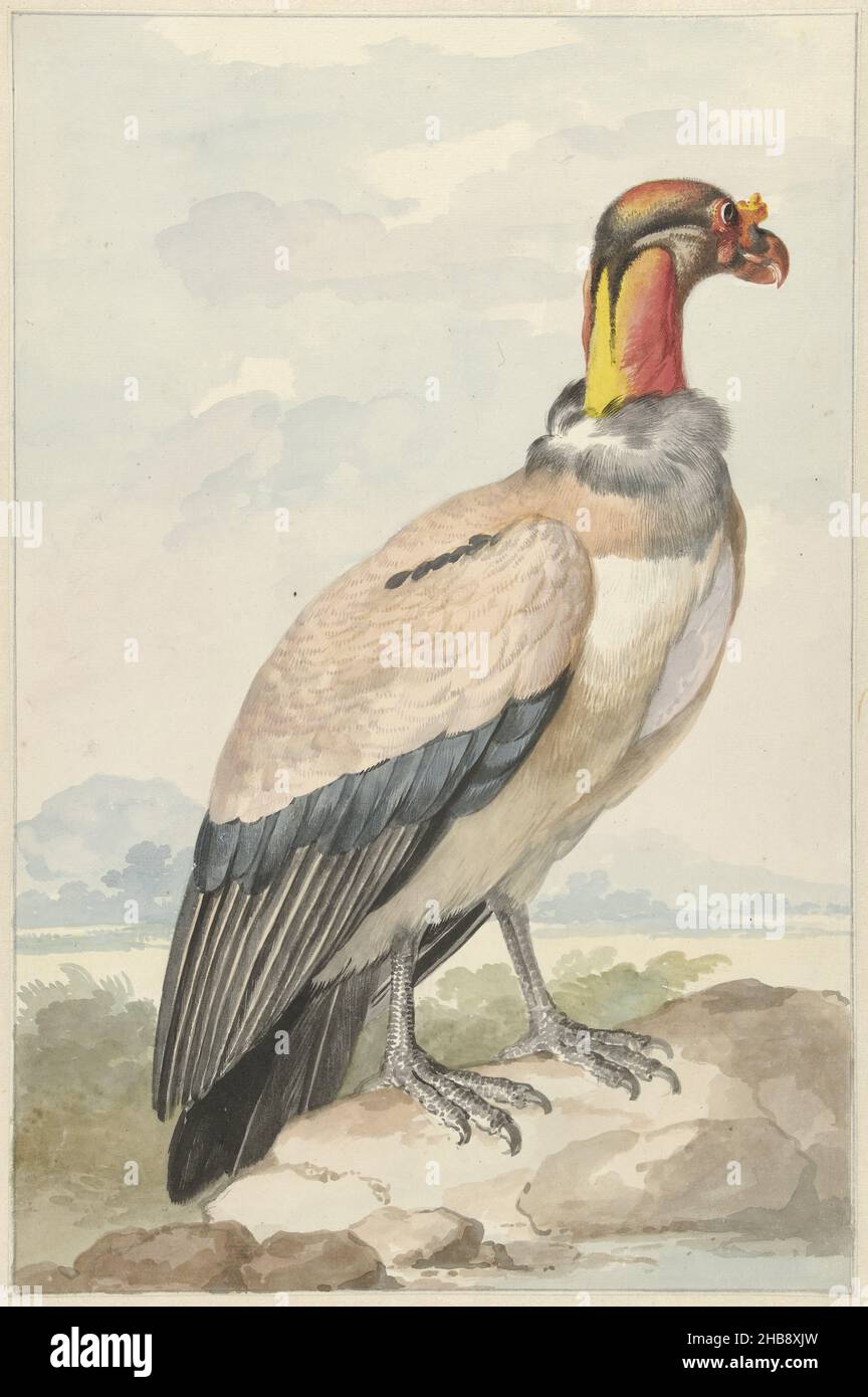 Königsgeier (Sarcoramphus papa), Zeichner: Aert Schouman, 1758, Papier, Aquarell (Farbe), Bürste, Höhe 391 mm × Breite 260 mm Stockfoto