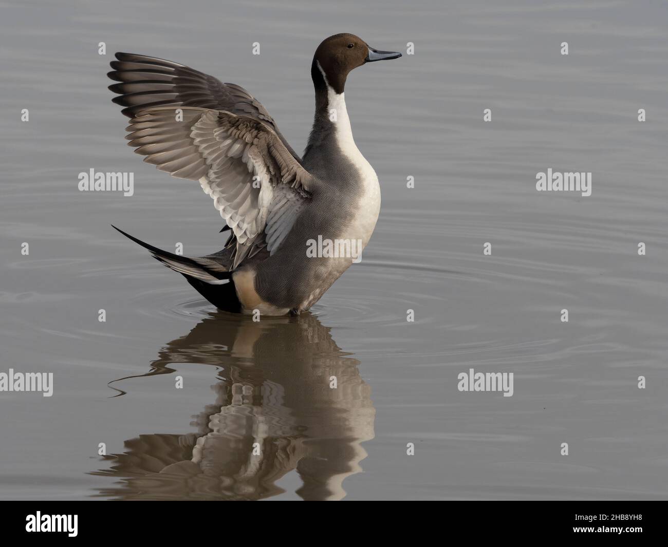 Nördliche Pintail, Anas acuta, einzelne männliche Flügelstrecke, Gloucestershire, November 2021 Stockfoto