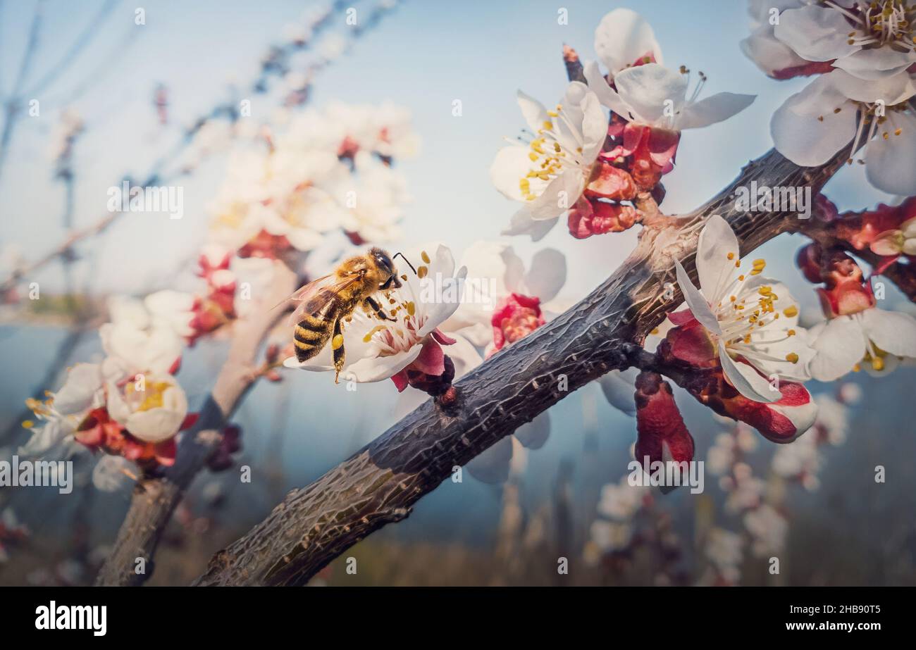 Nahaufnahme einer fleißigen Honigbiene sammelt Nektar von einem blühenden Aprikosenbaum. Kleine, schwarze und goldene Biene pflückt Pollen aus blühenden Fruchtblumen. Stockfoto