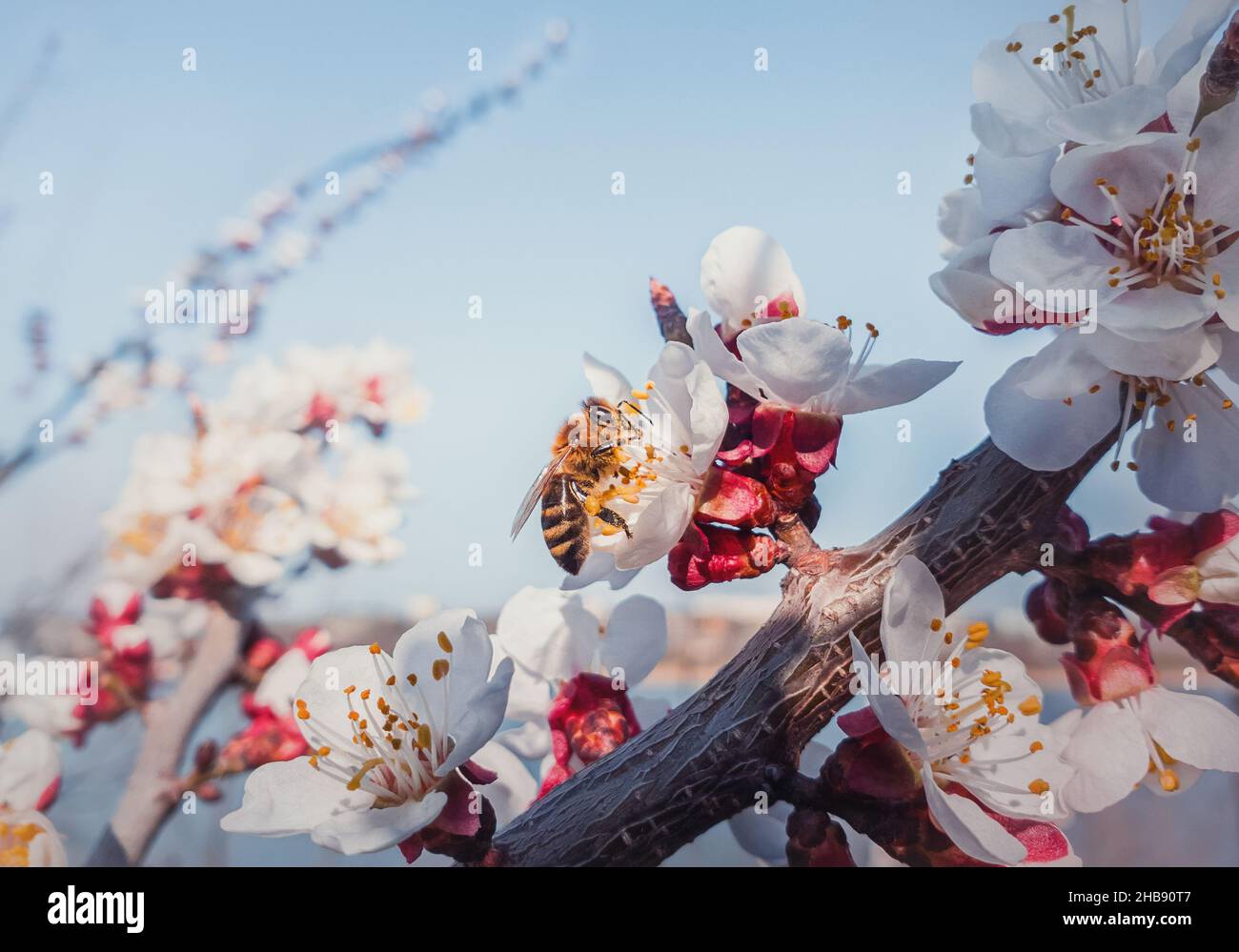 Closeup Biene sammelt Pollen von einem blühenden Aprikosenbaum. Honigbiene und Frühlingsblumen über blauem Himmel Hintergrund Stockfoto