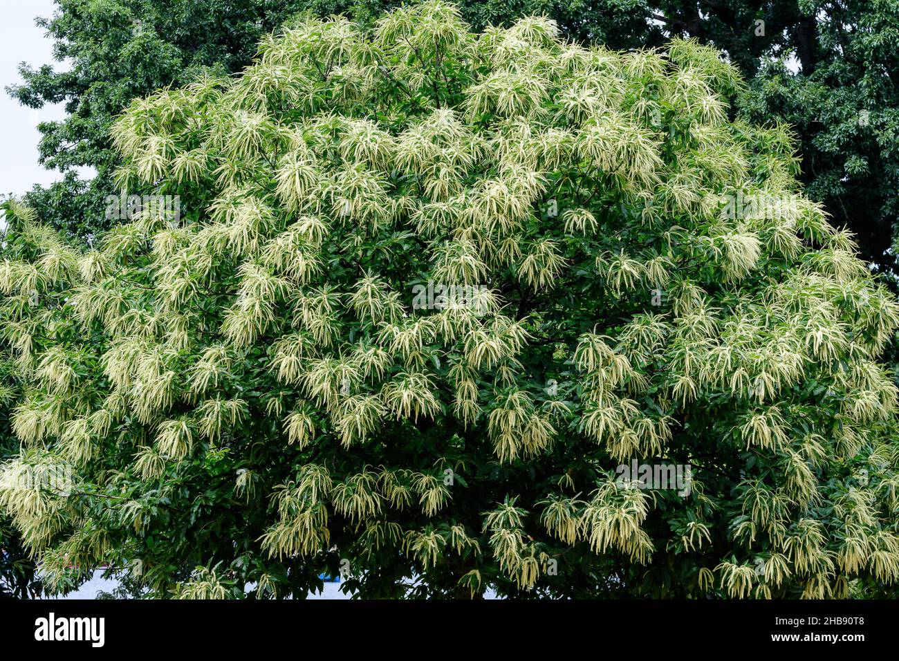 Große Zweige mit dekorativen grünen Blüten und Blättern von Sweet Chestnut Tree (lateinisch Castanea sativa) in einem britischen Garten an einem sonnigen Sommertag Stockfoto