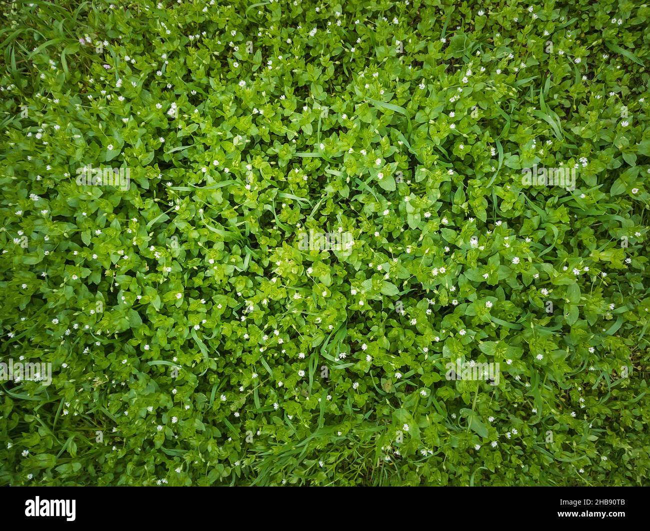 Nahaufnahme Wildgrün Gras Textur mit blühenden kleinen weißen Blüten. Grünende Pflanzen auf einer malerischen Sommerwiese. Verschiedene Kräuter und Vegetation, natu Stockfoto