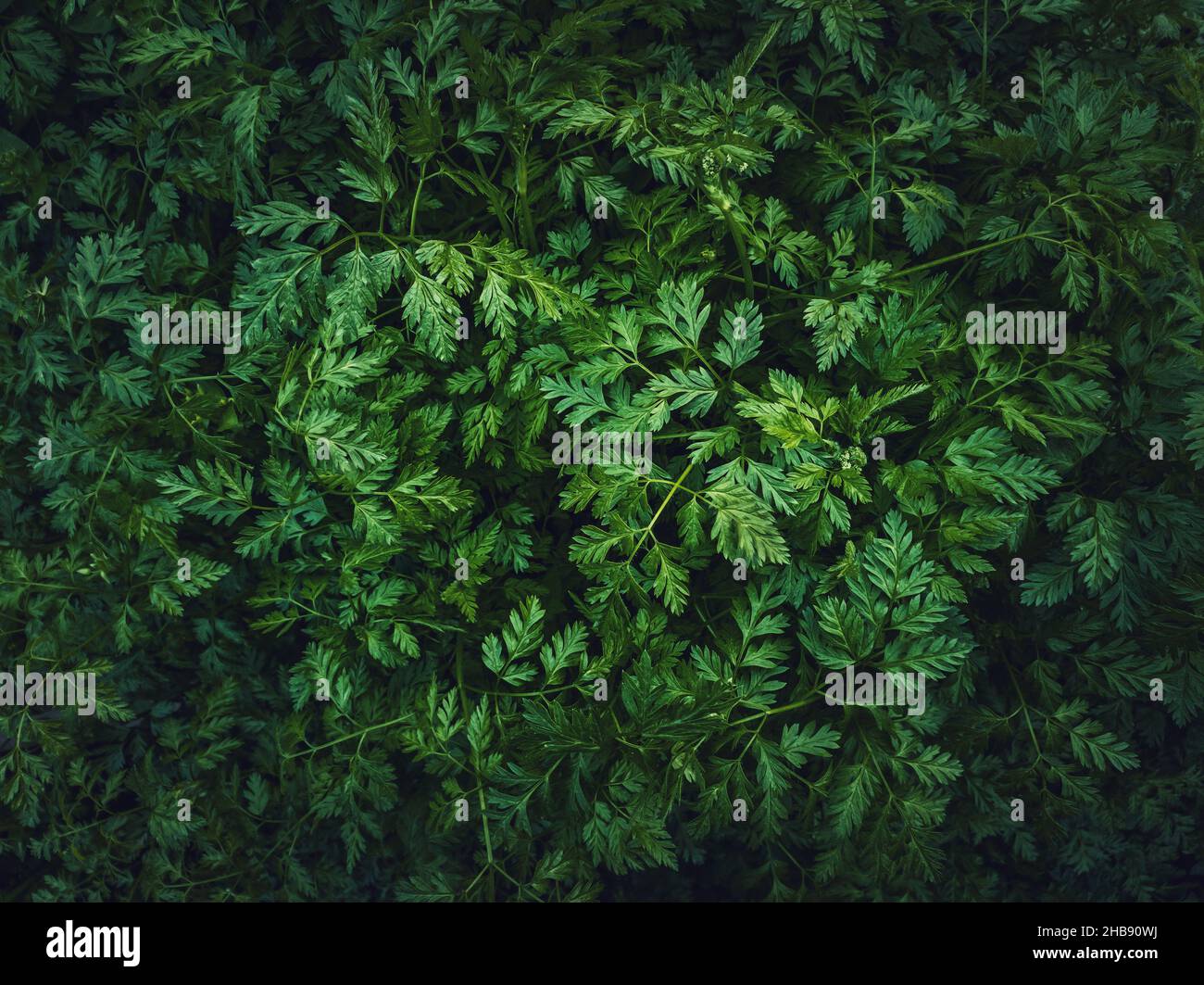 WildPetersilie Pflanze oder Pastinak grünen Blätter Textur. Frische Kräutersprossen aus der Nähe. Hintergrund der natürlichen Vegetation, Öko- und Umweltkonzept Stockfoto