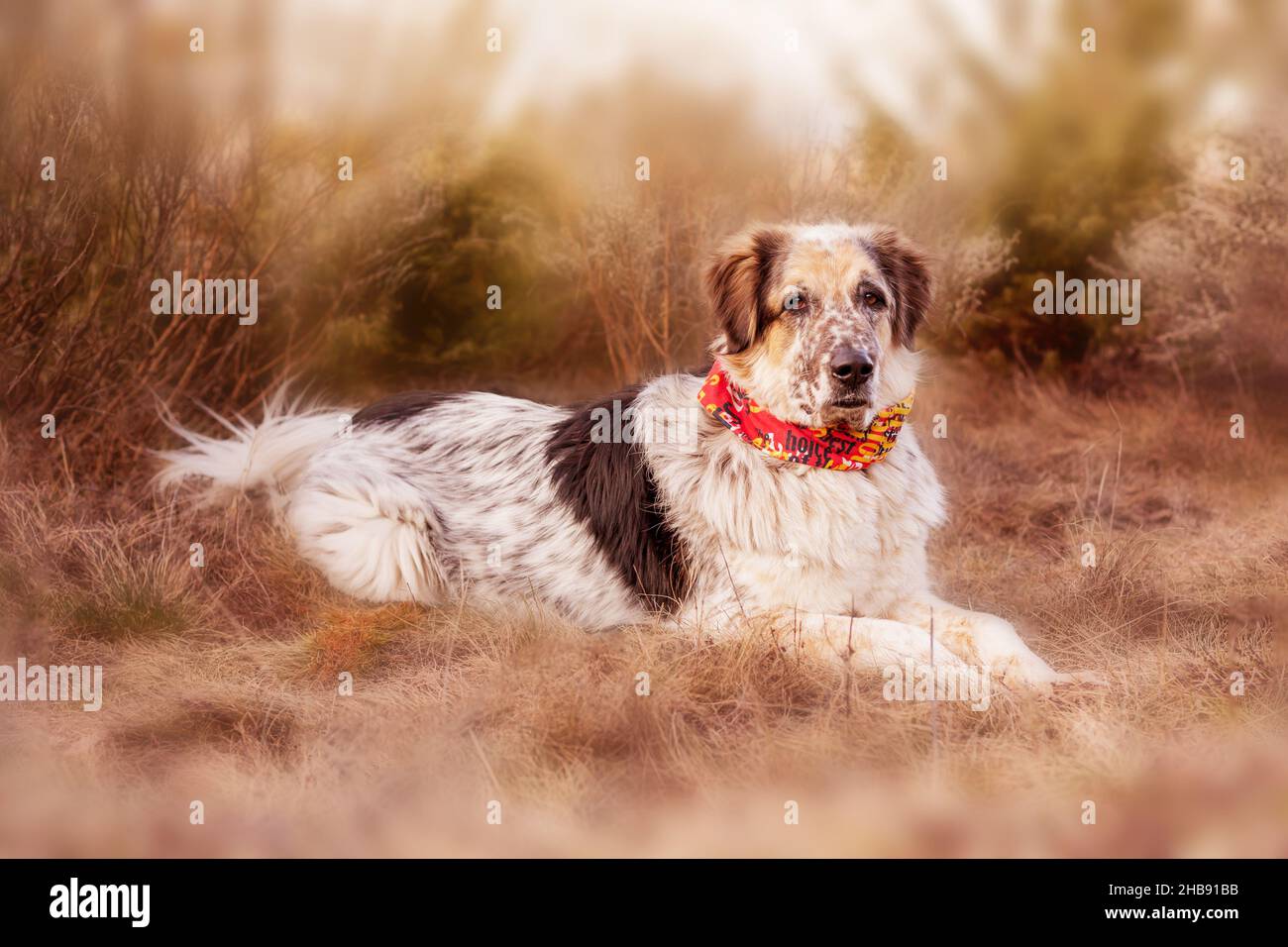 Großer Hund im roten Schal bei Bäumen während des Sonnenuntergangs, liegend Stockfoto