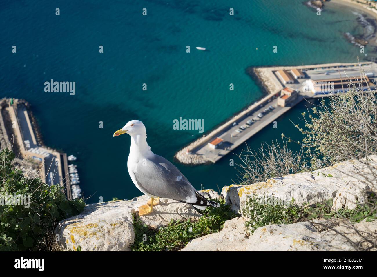 möwe und Blick auf das türkisblaue mittelmeer mit Hafen Stockfoto